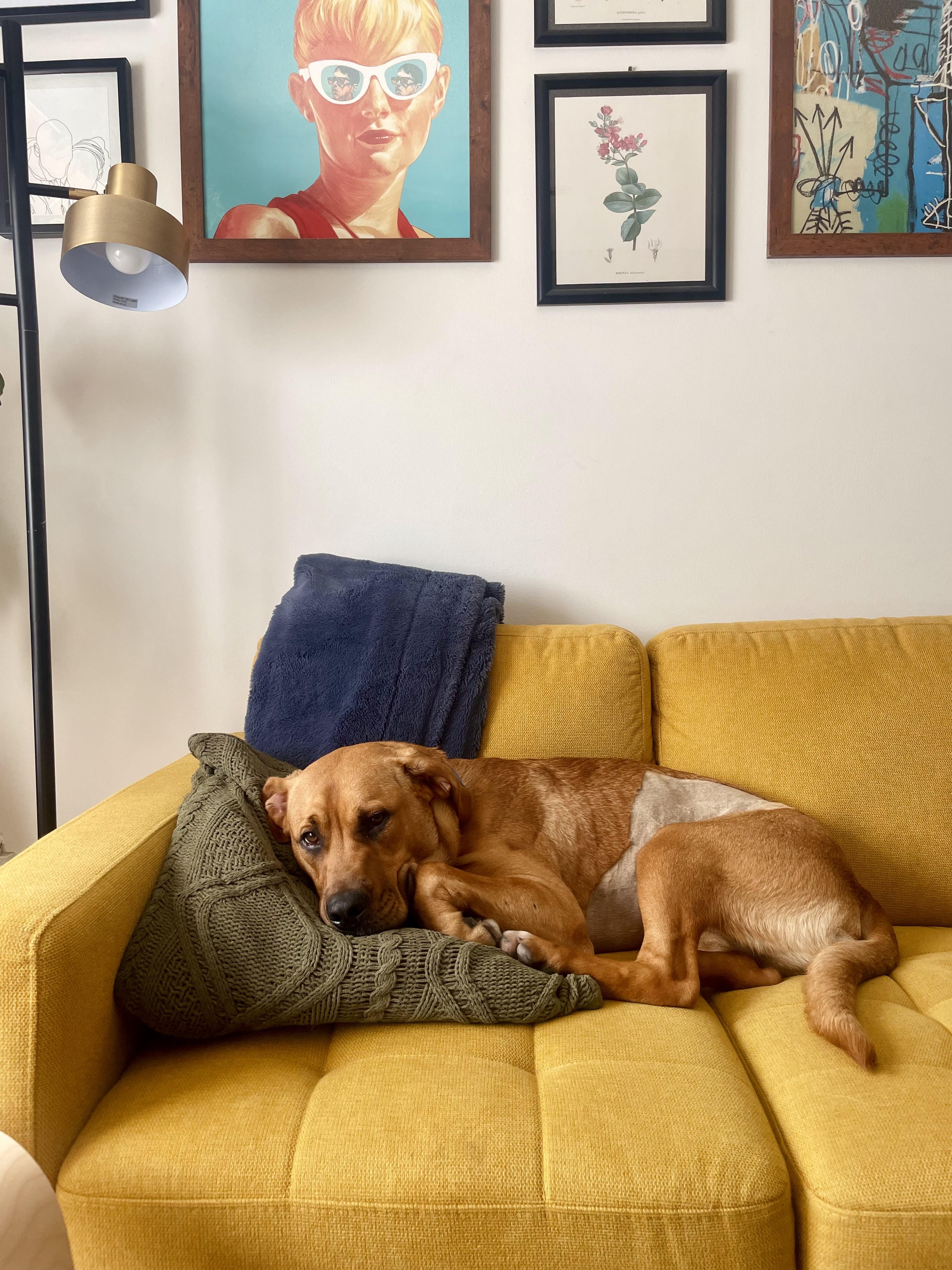 Lilah, adoptable, Adult Female Rhodesian Ridgeback & Mastiff.