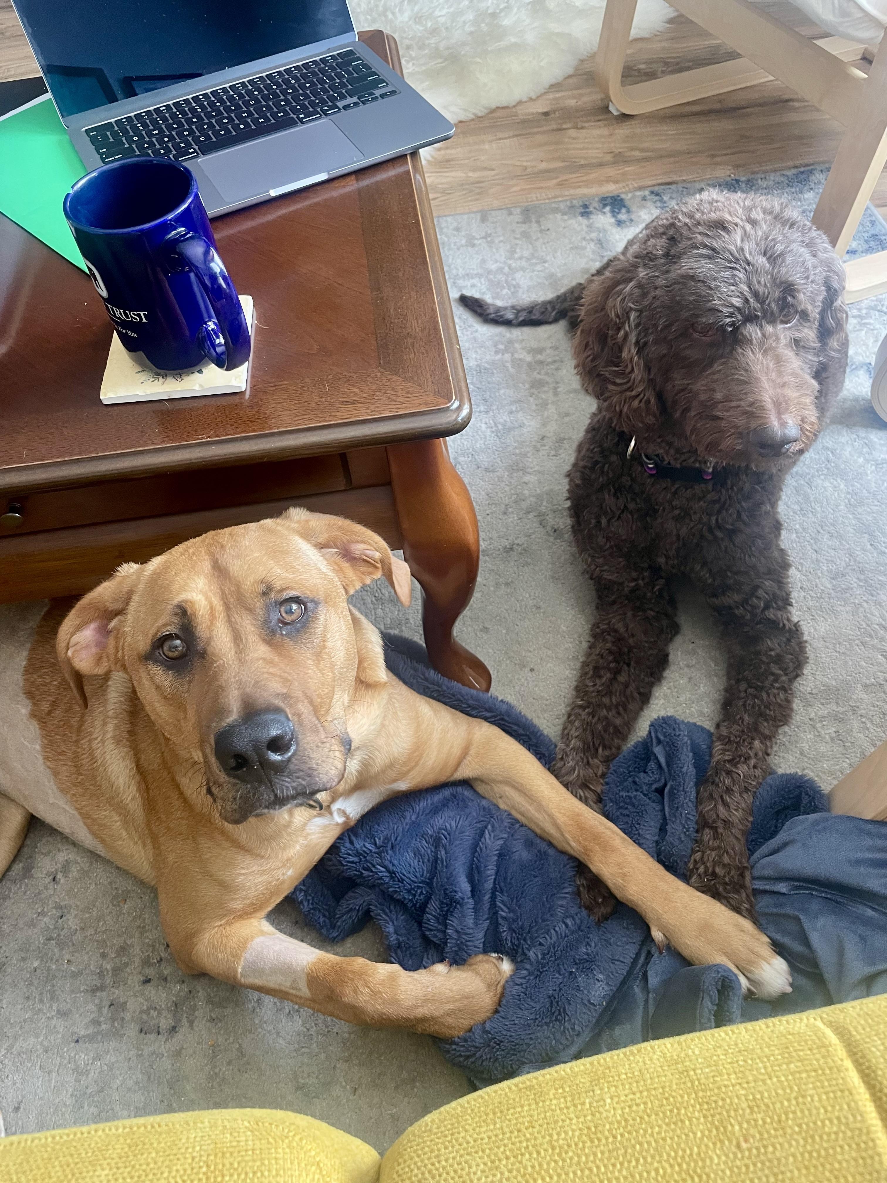 Enlarge Lilah, an adoptable mixed breed in Hamilton, ON image 5/6