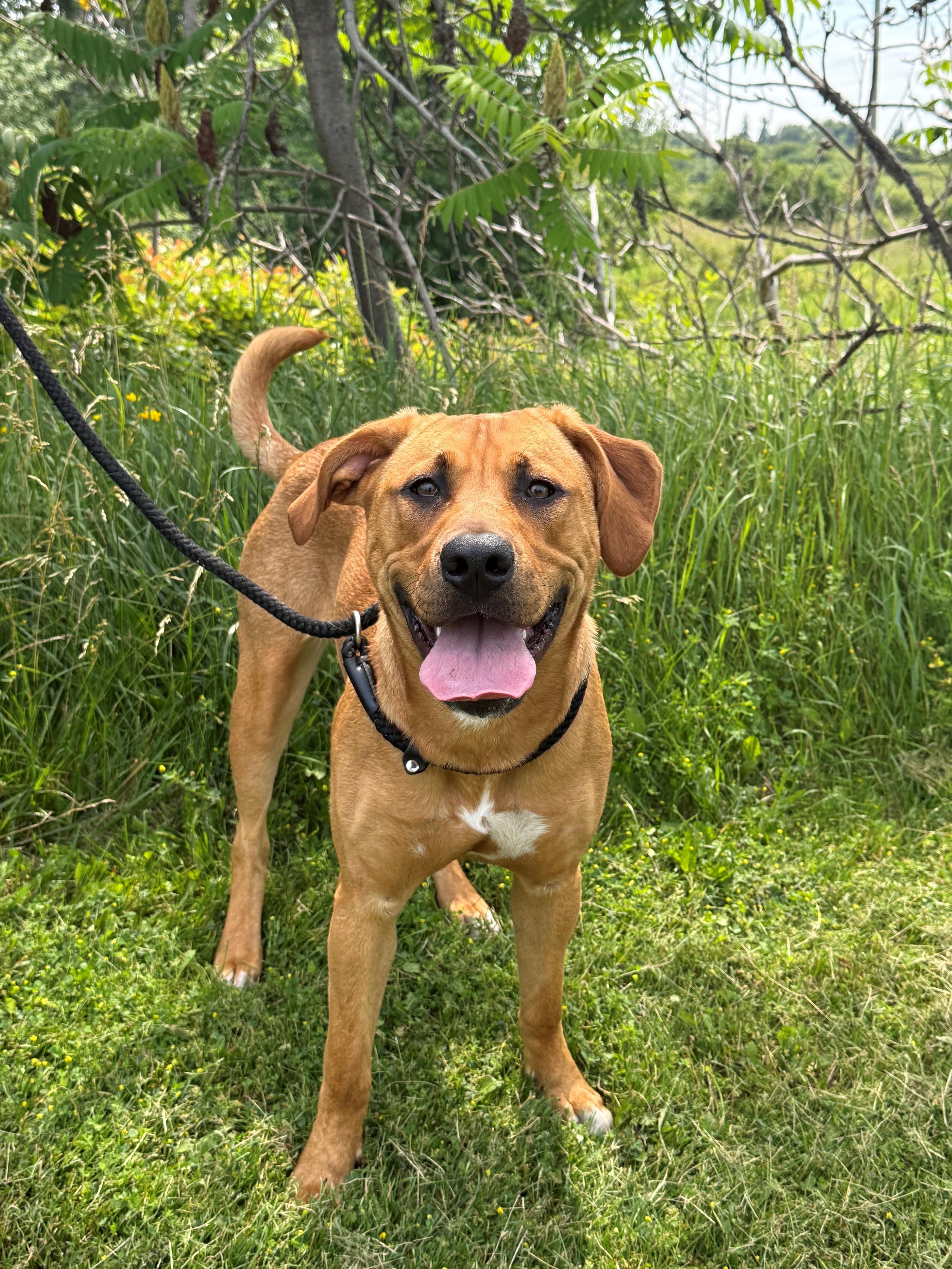 Enlarge Lilah, an adoptable mixed breed in Hamilton, ON image 1/6