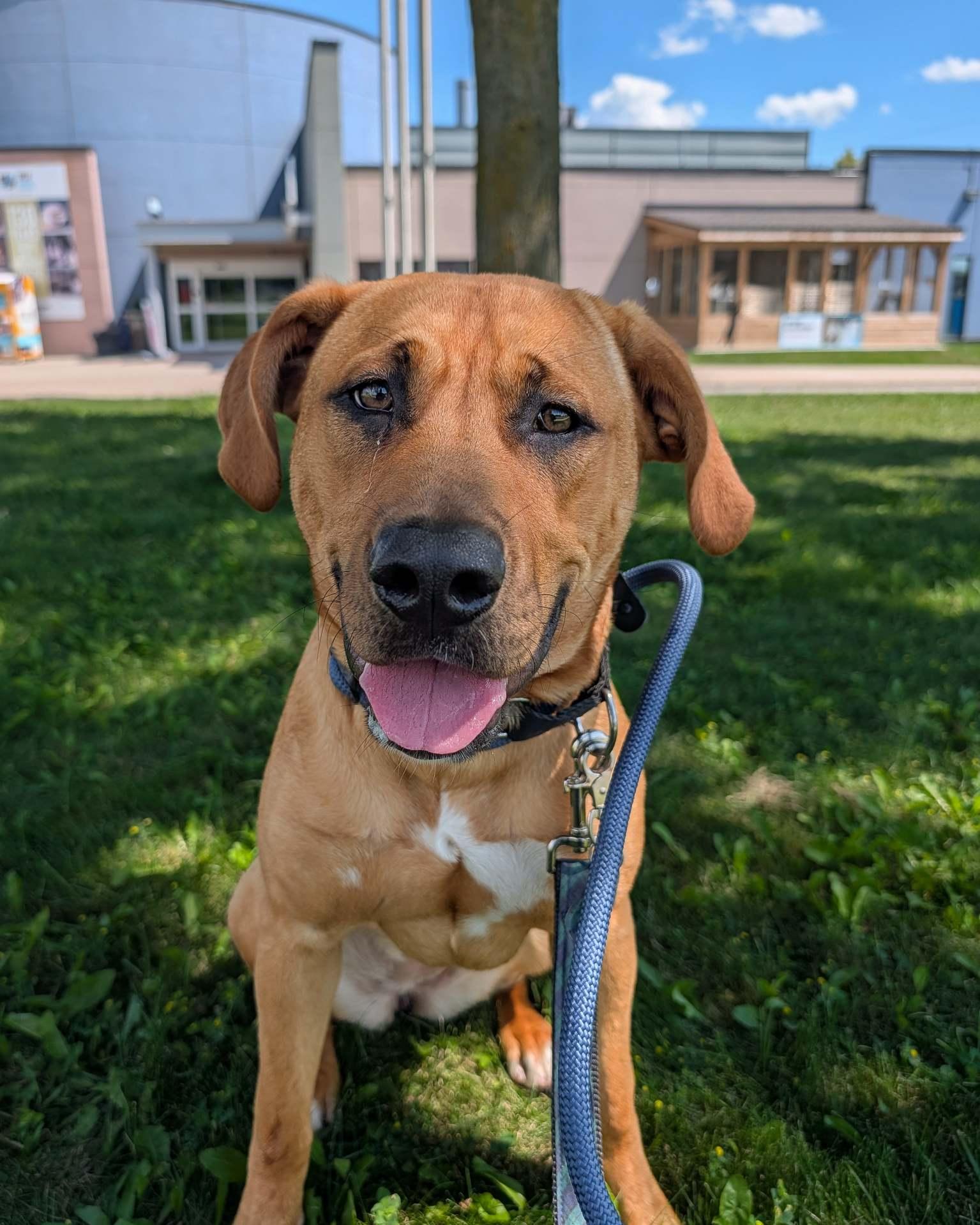 Enlarge Lilah, an adoptable mixed breed in Hamilton, ON image 4/6