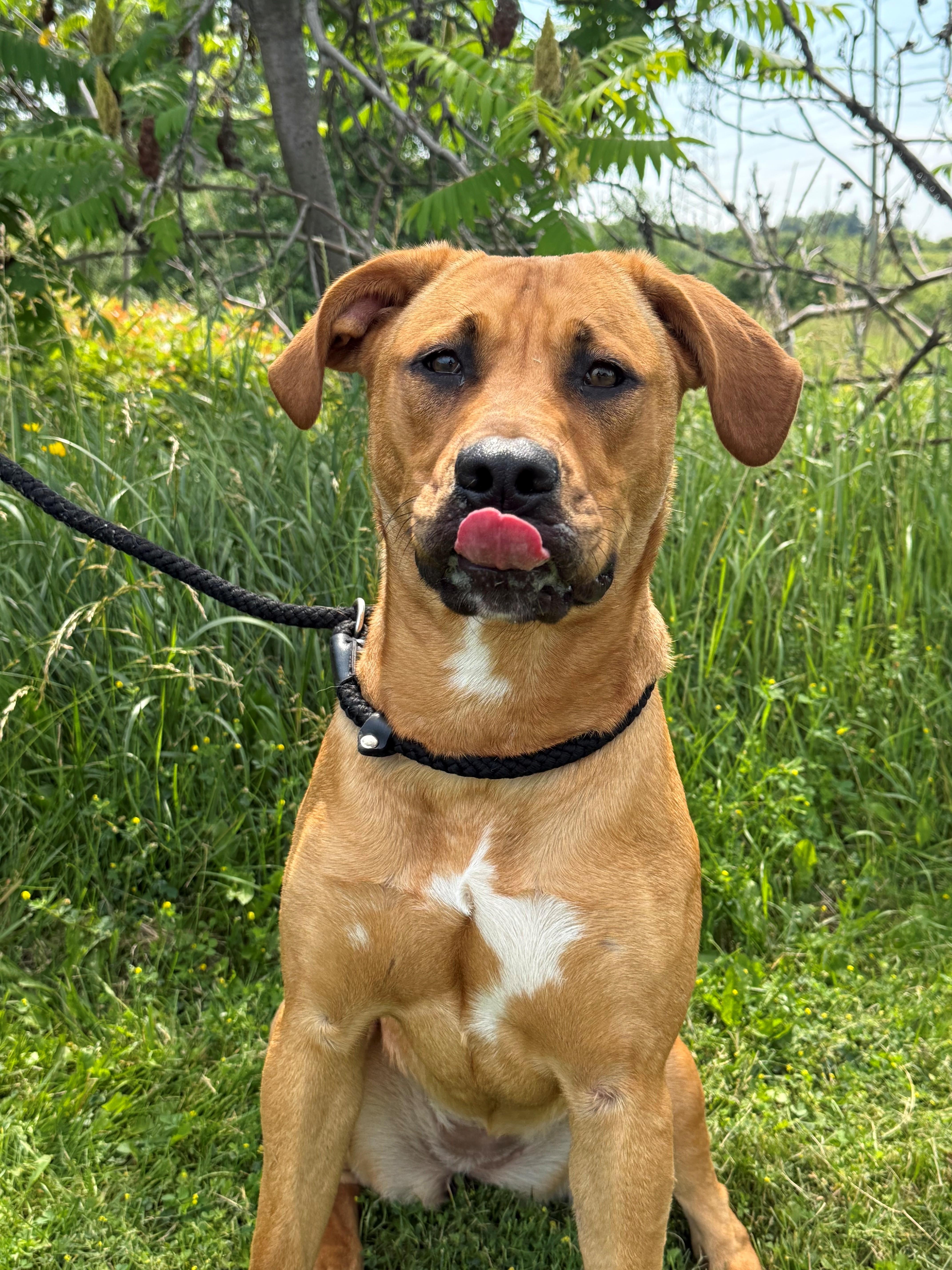 Enlarge Lilah, an adoptable mixed breed in Hamilton, ON image 3/6