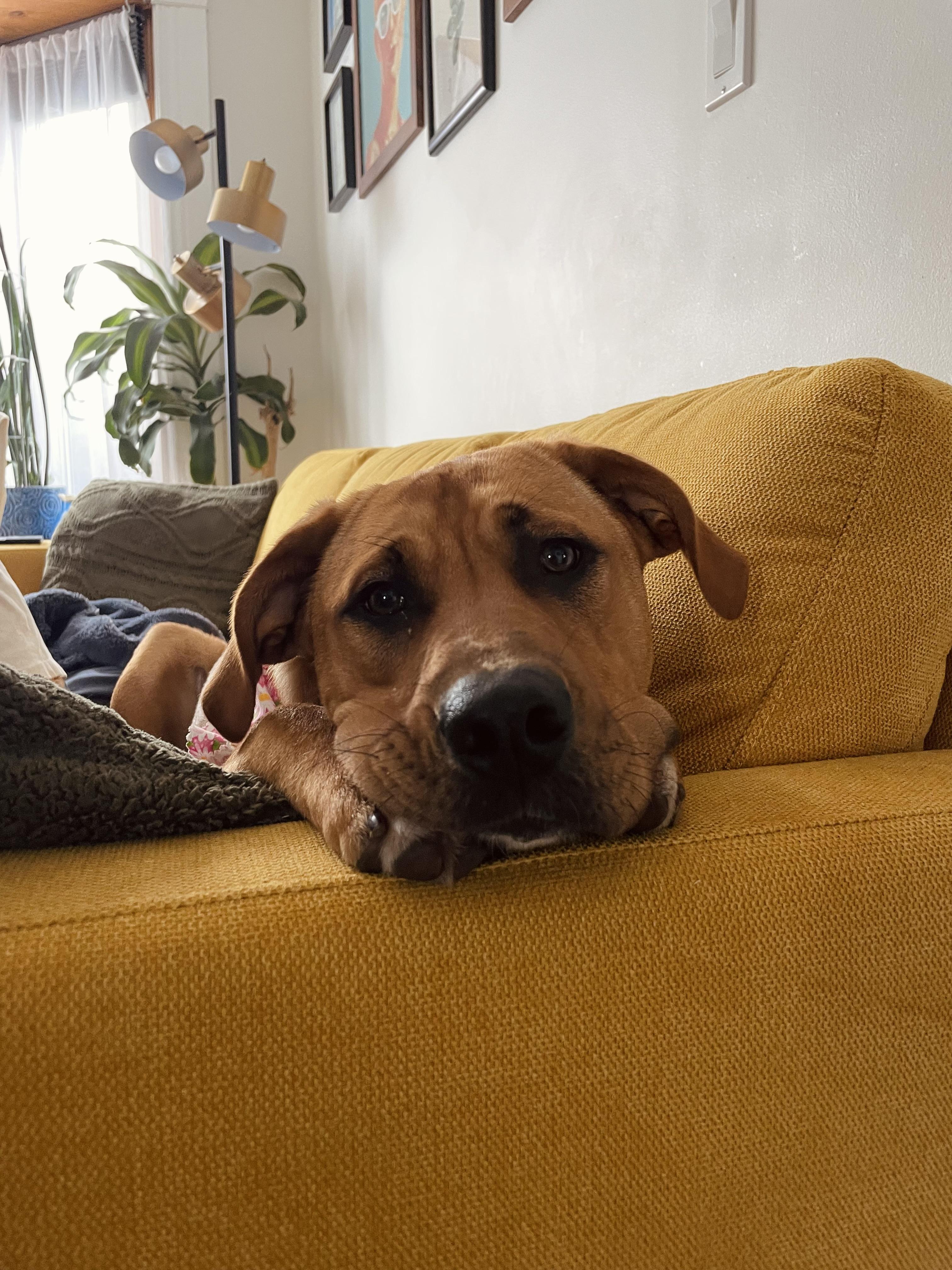 Enlarge Lilah, an adoptable mixed breed in Hamilton, ON image 6/6
