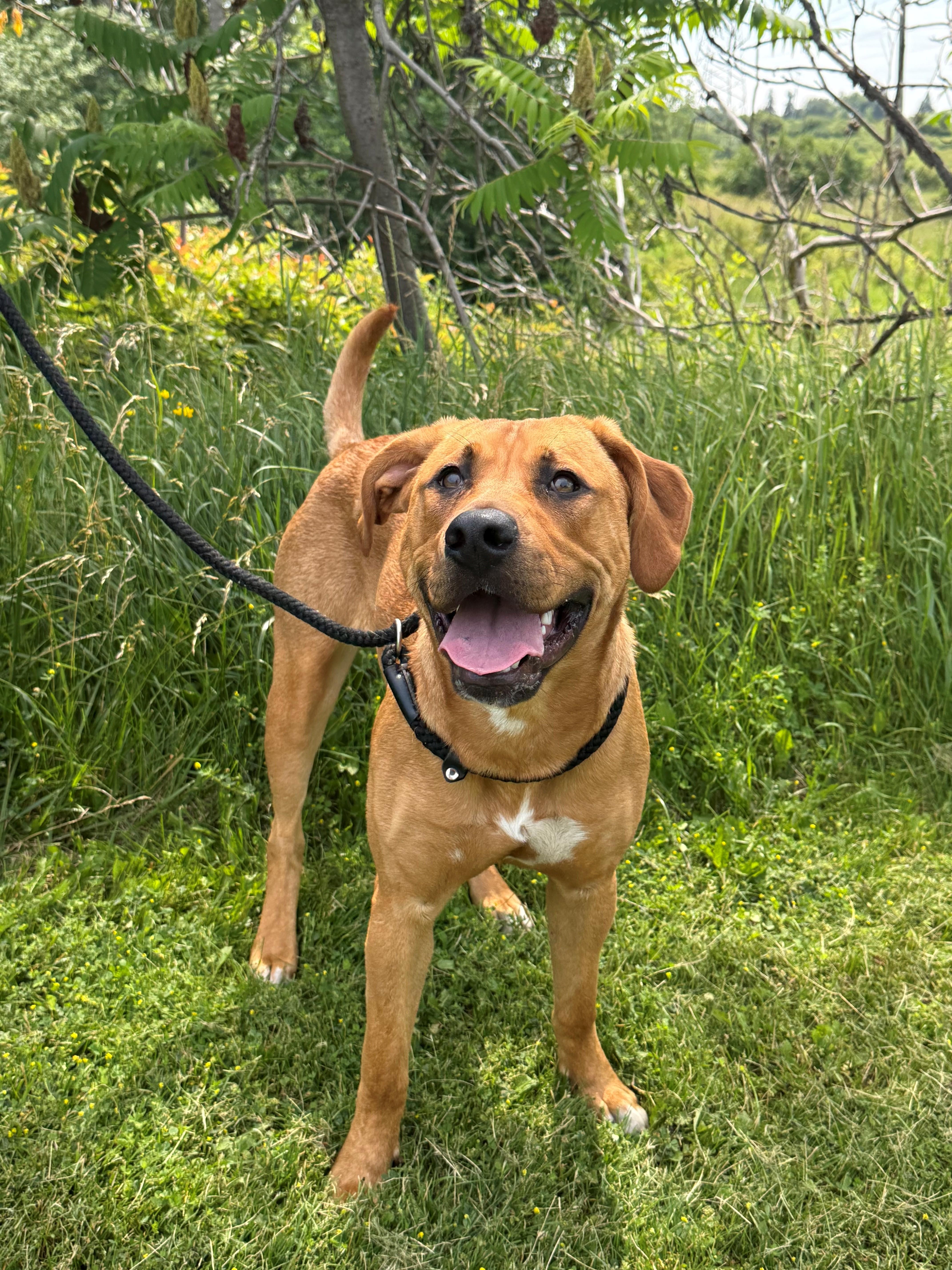 Enlarge Lilah, an adoptable mixed breed in Hamilton, ON image 4/6