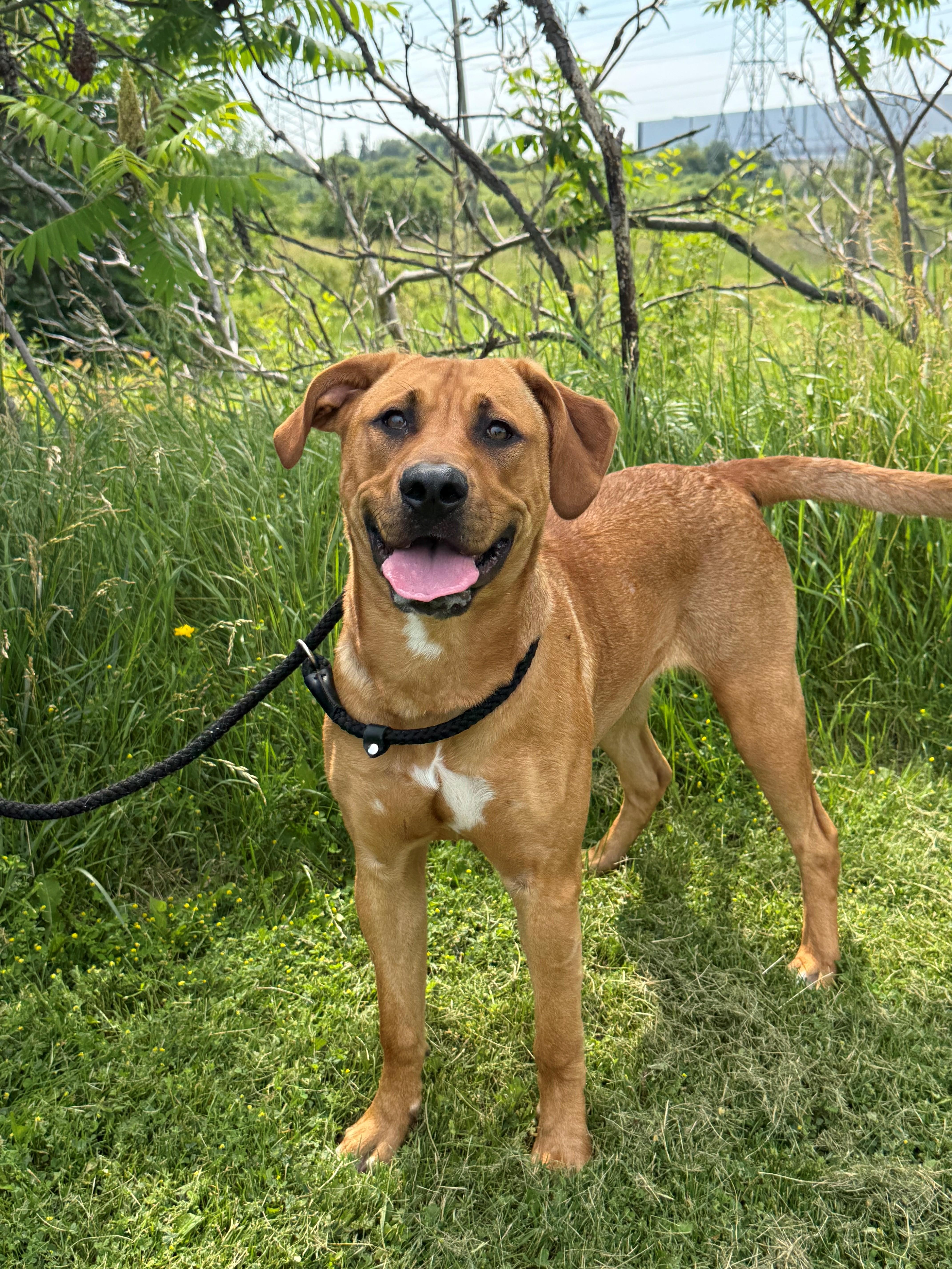 Enlarge Lilah, an adoptable mixed breed in Hamilton, ON image 5/6