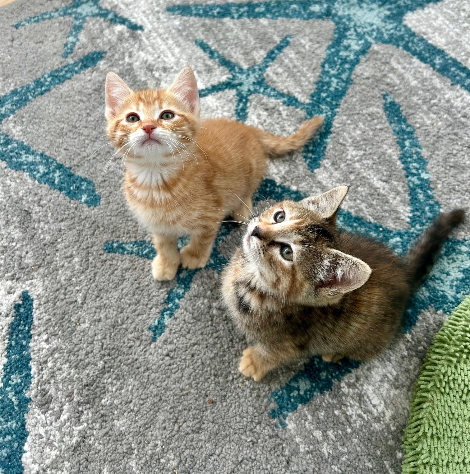 Enlarge Cello , an adopted Domestic Short Hair in Darien, CT image 3/4