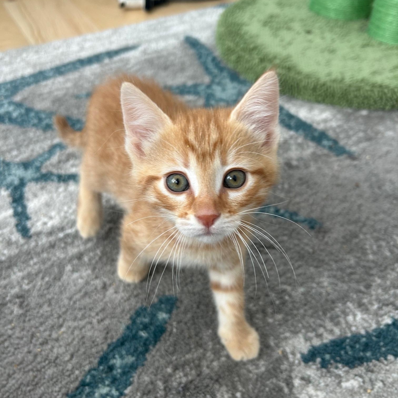 Cello , adopted, Kitten Male Domestic Short Hair.