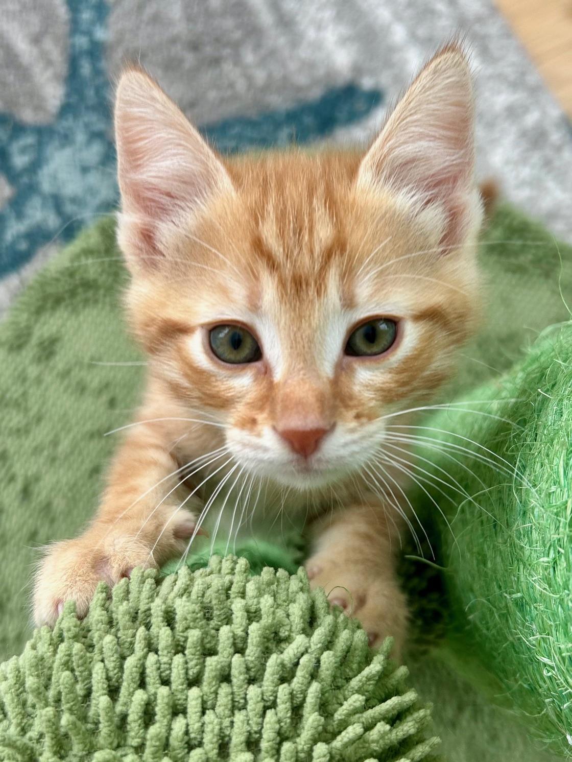 Enlarge Cello , an adopted Domestic Short Hair in Darien, CT image 2/4