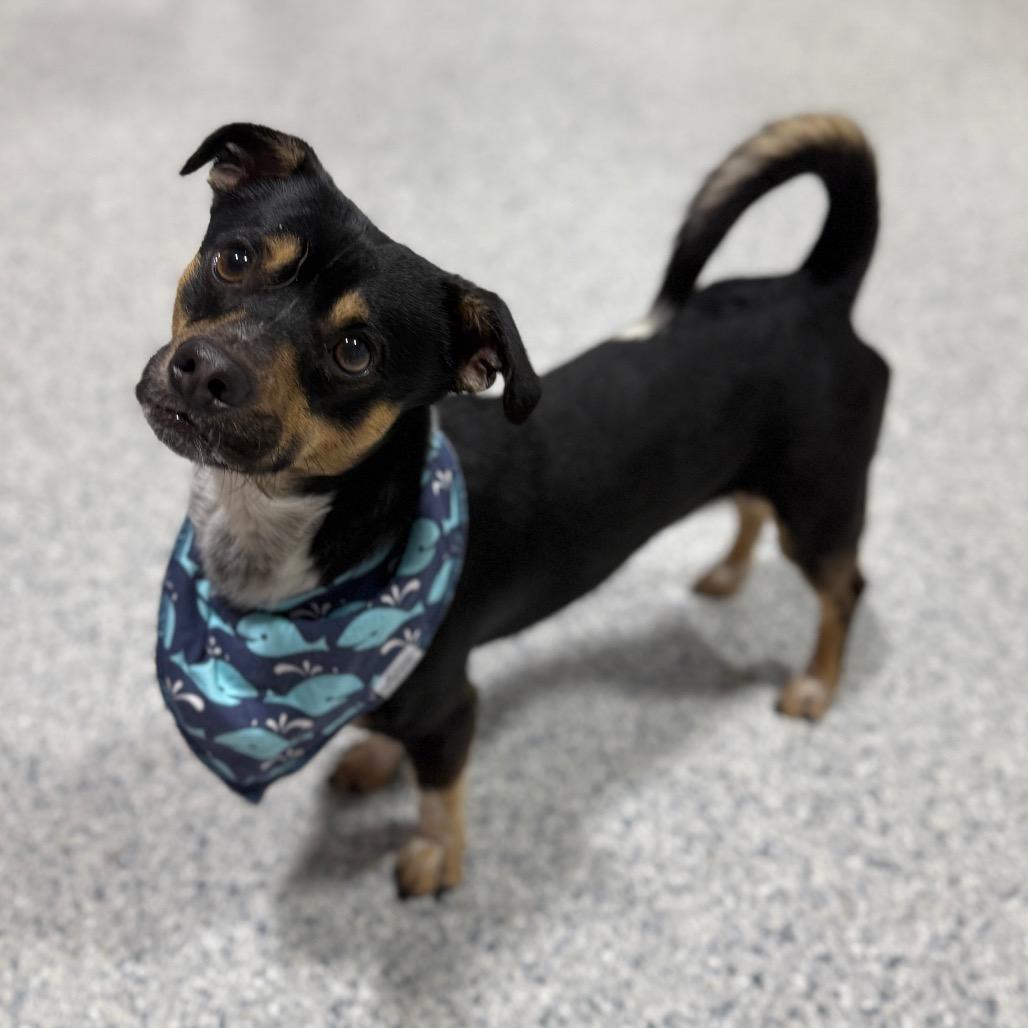 Tadpole, a Adoptable mixed breed in Newberg, OR image 1/6