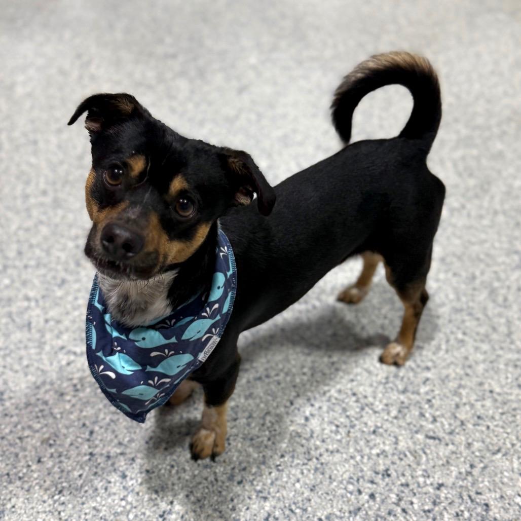 Tadpole, a Adoptable mixed breed in Newberg, OR image 3/6