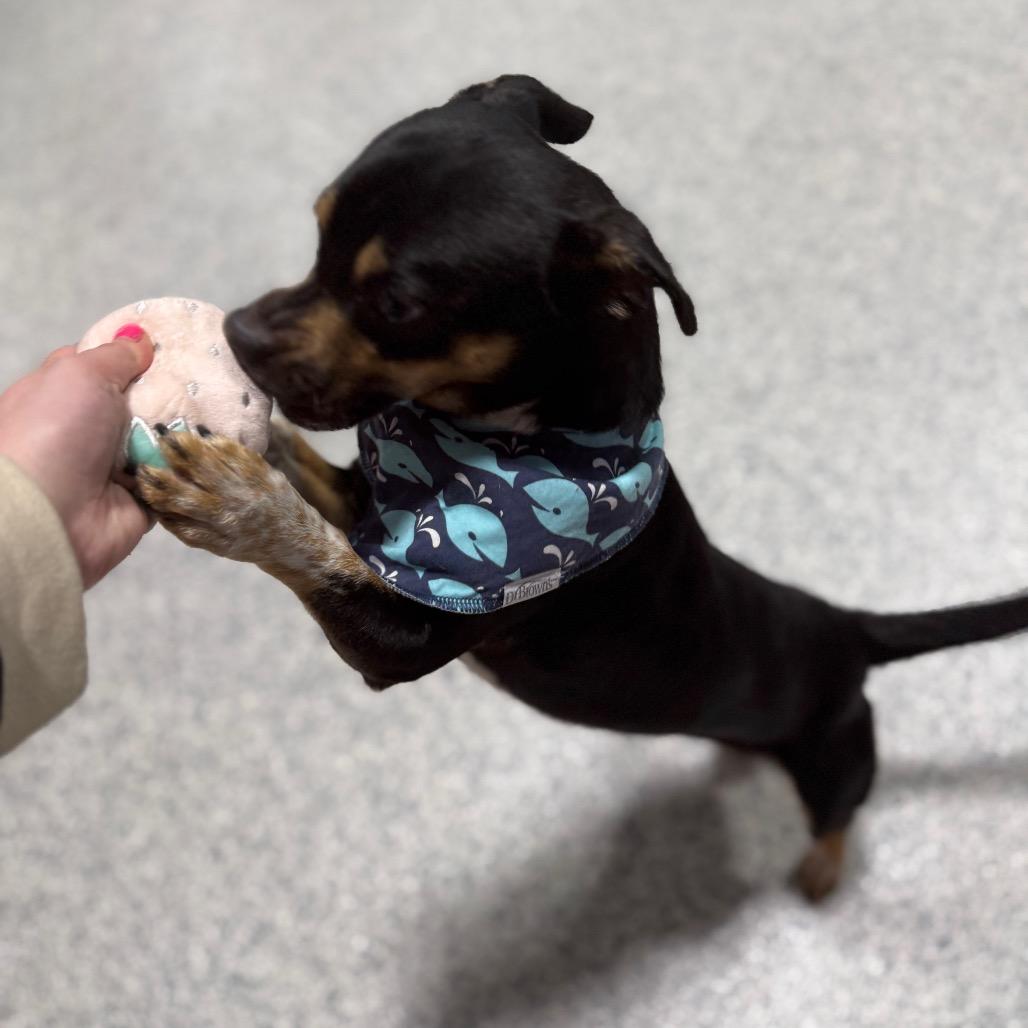 Tadpole, a Adoptable mixed breed in Newberg, OR image 4/6