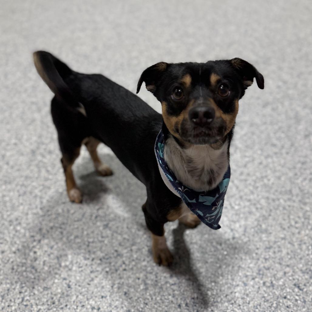 Tadpole, a Adoptable mixed breed in Newberg, OR image 5/6