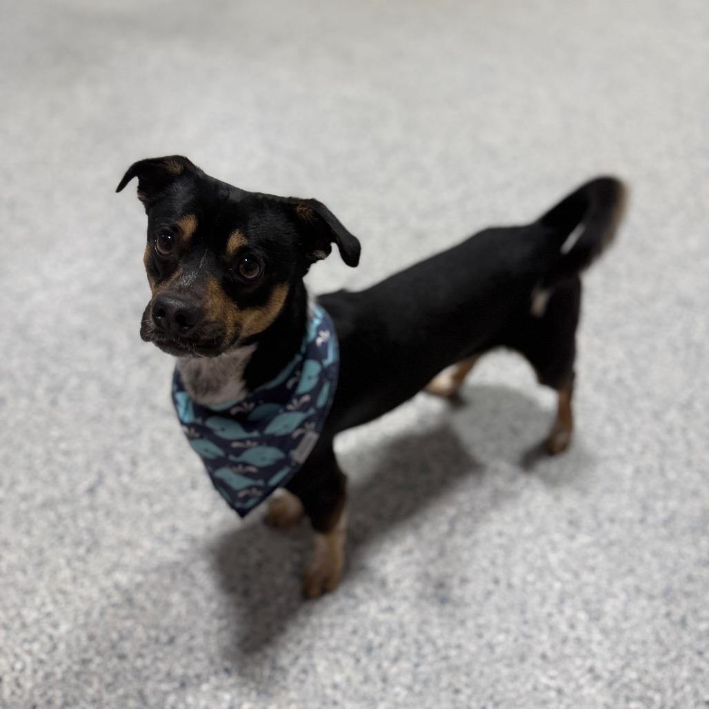 Tadpole, a Adoptable mixed breed in Newberg, OR image 6/6