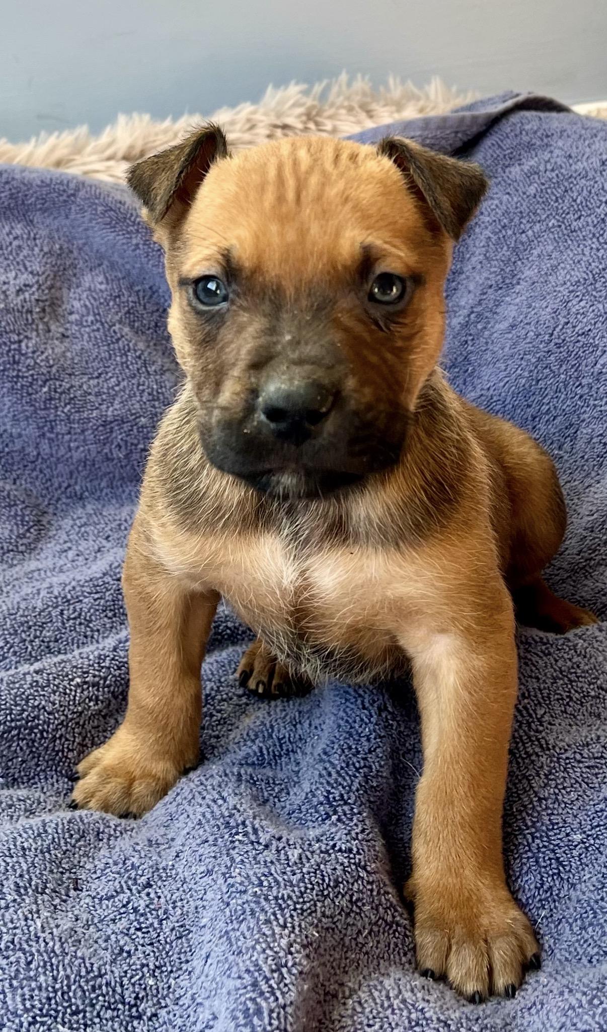 Palmer, adoptable, Puppy Male Pit Bull Terrier.