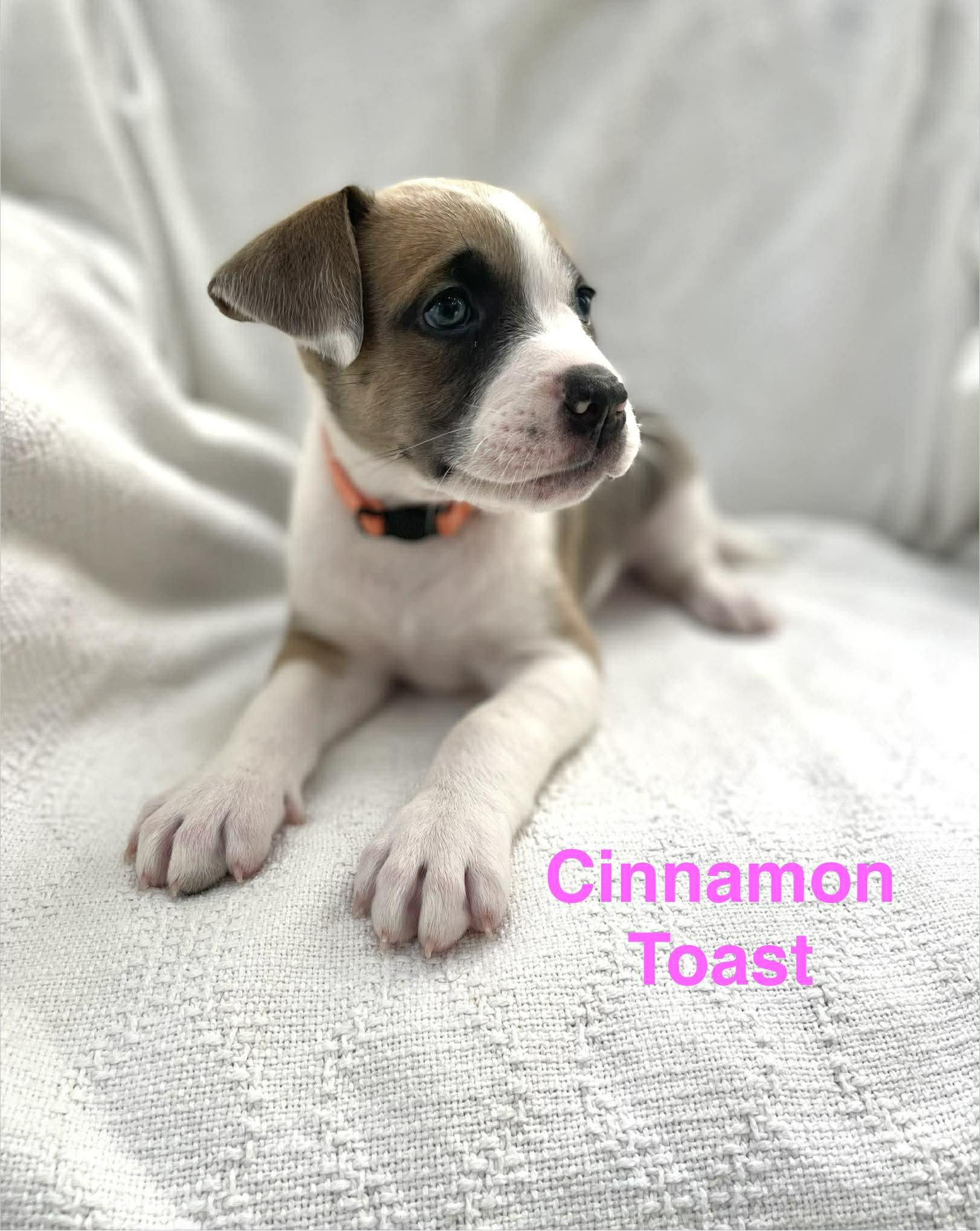 Enlarge CINNAMON TOAST, a Adoptable mixed breed in Madisonville, LA image 3/3