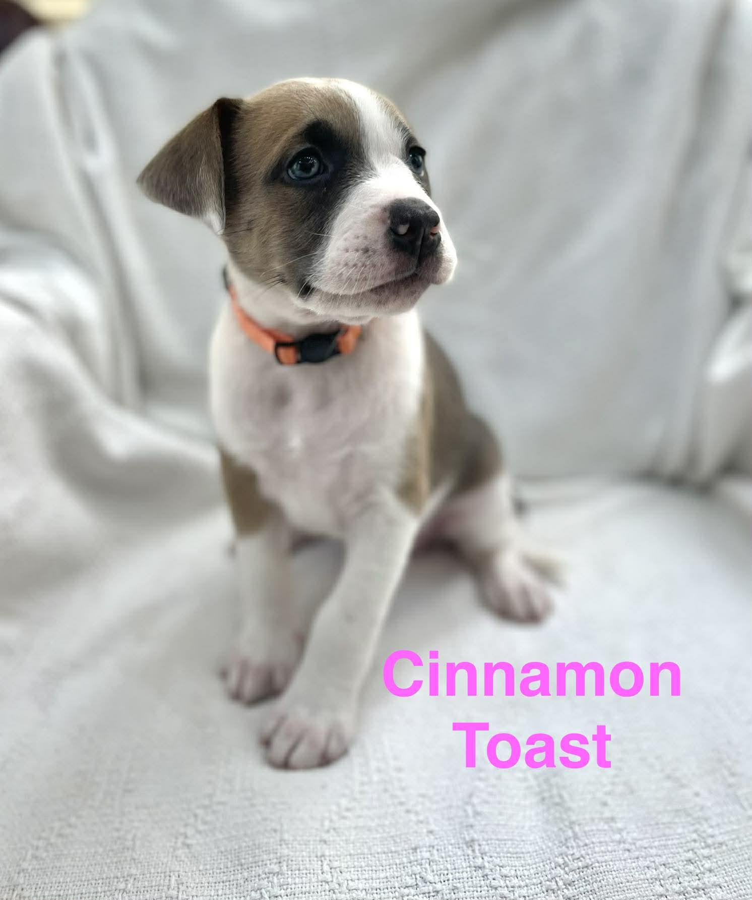 Enlarge CINNAMON TOAST, a Adoptable mixed breed in Madisonville, LA image 2/3