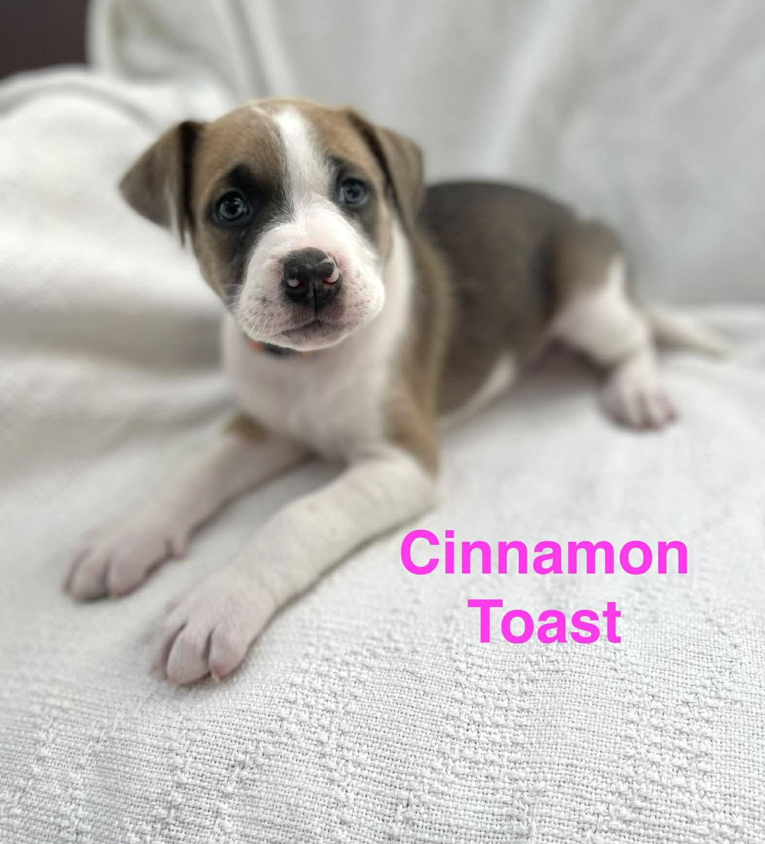 Enlarge CINNAMON TOAST, a Adoptable mixed breed in Madisonville, LA image 1/3
