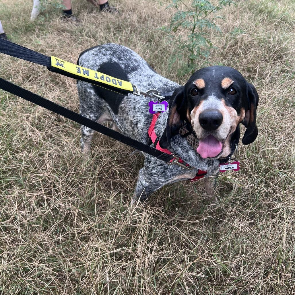 Darla, Adoptable, Senior Female Bluetick Coonhound.
