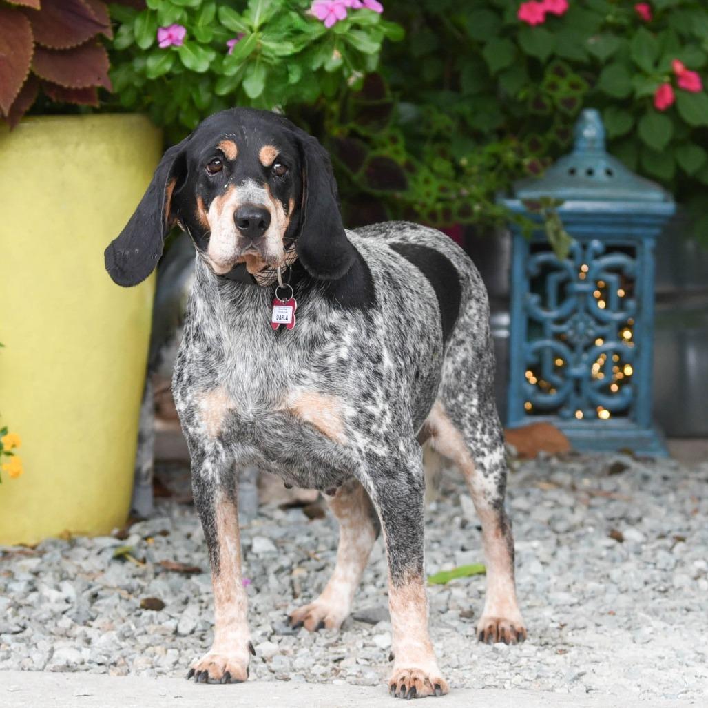 Enlarge Darla, a Adoptable Bluetick Coonhound in Wake Forest, NC image 2/6