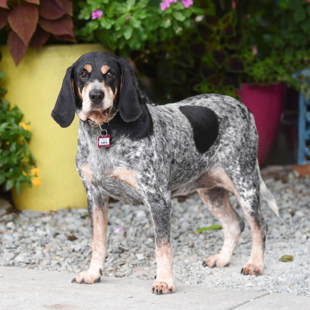 Enlarge Darla, a Adoptable Bluetick Coonhound in Wake Forest, NC image 3/6