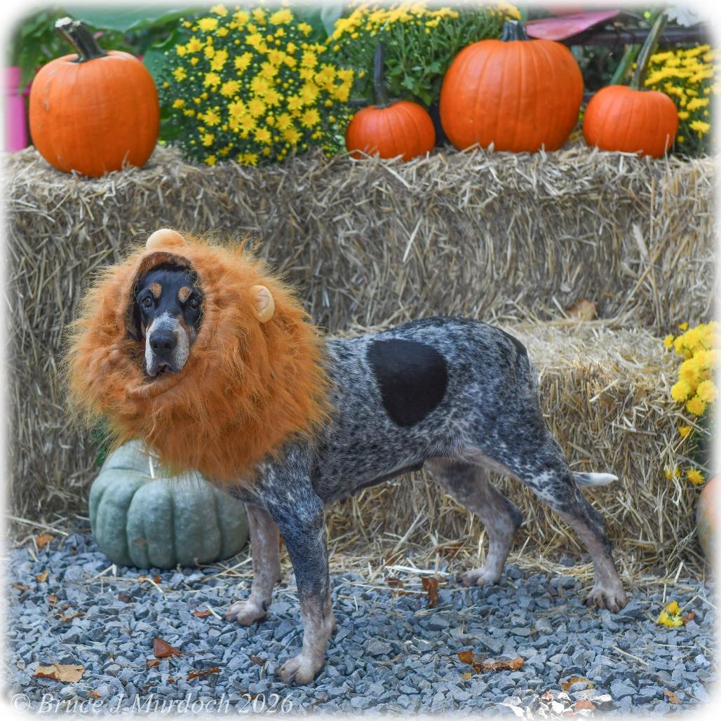 Enlarge Darla, a Adoptable Bluetick Coonhound in Wake Forest, NC image 4/6