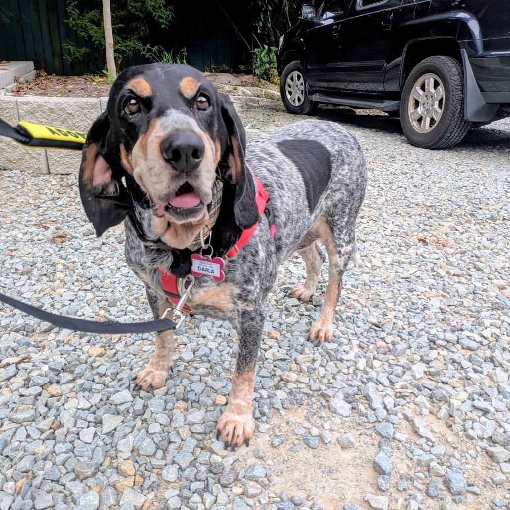 Enlarge Darla, a Adoptable Bluetick Coonhound in Wake Forest, NC image 5/6