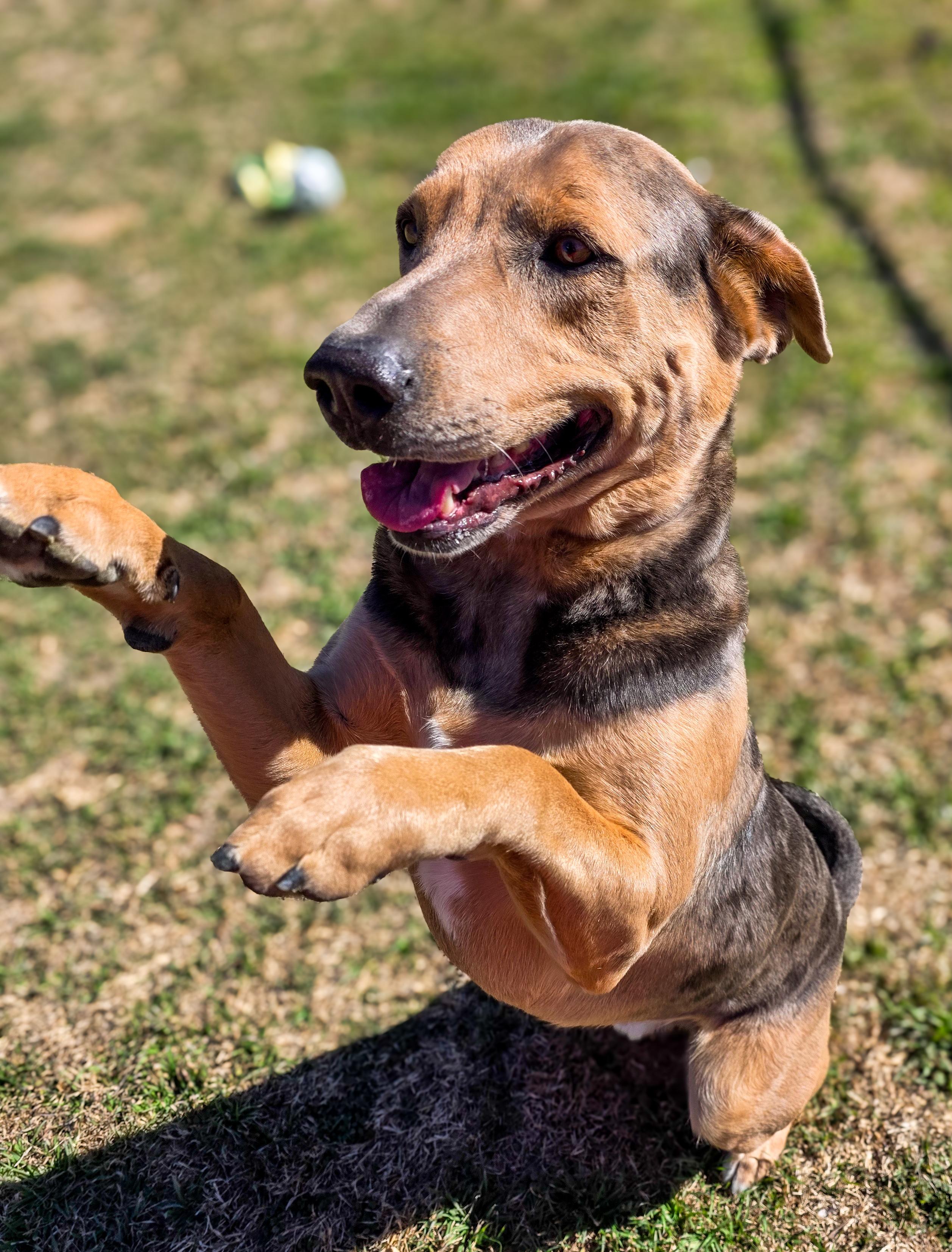 Enlarge Louie, an adopted Catahoula Leopard Dog in Breckenridge, CO image 2/5