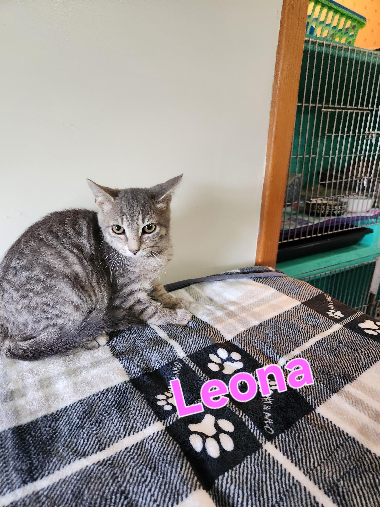Enlarge Leona, a Adoptable mixed breed in Lynchburg, TN image 1/1