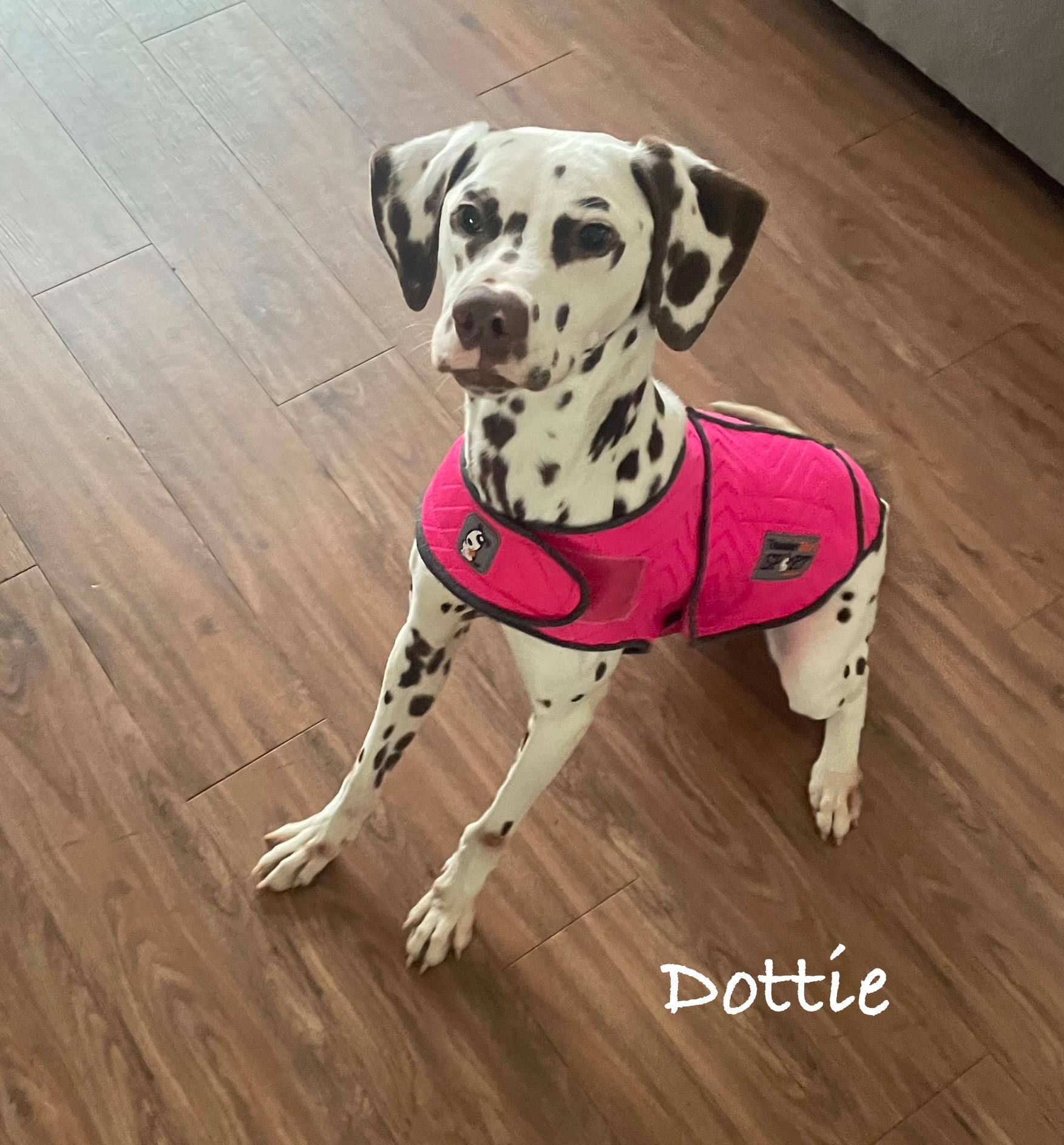 Enlarge Dottie, a ADOPTABLE Dalmatian in Commerce City, CO image 3/4