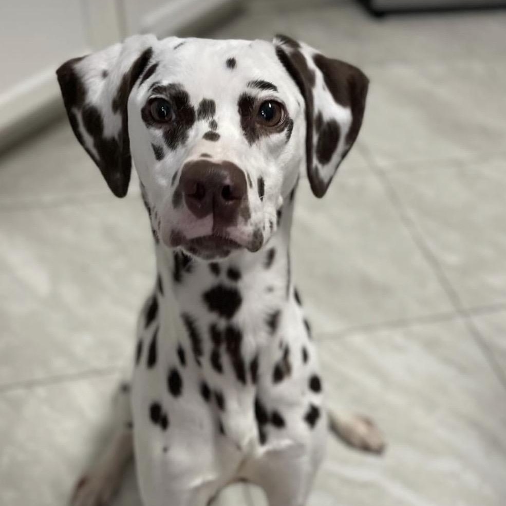 Dottie, ADOPTABLE, Young Female Dalmatian.