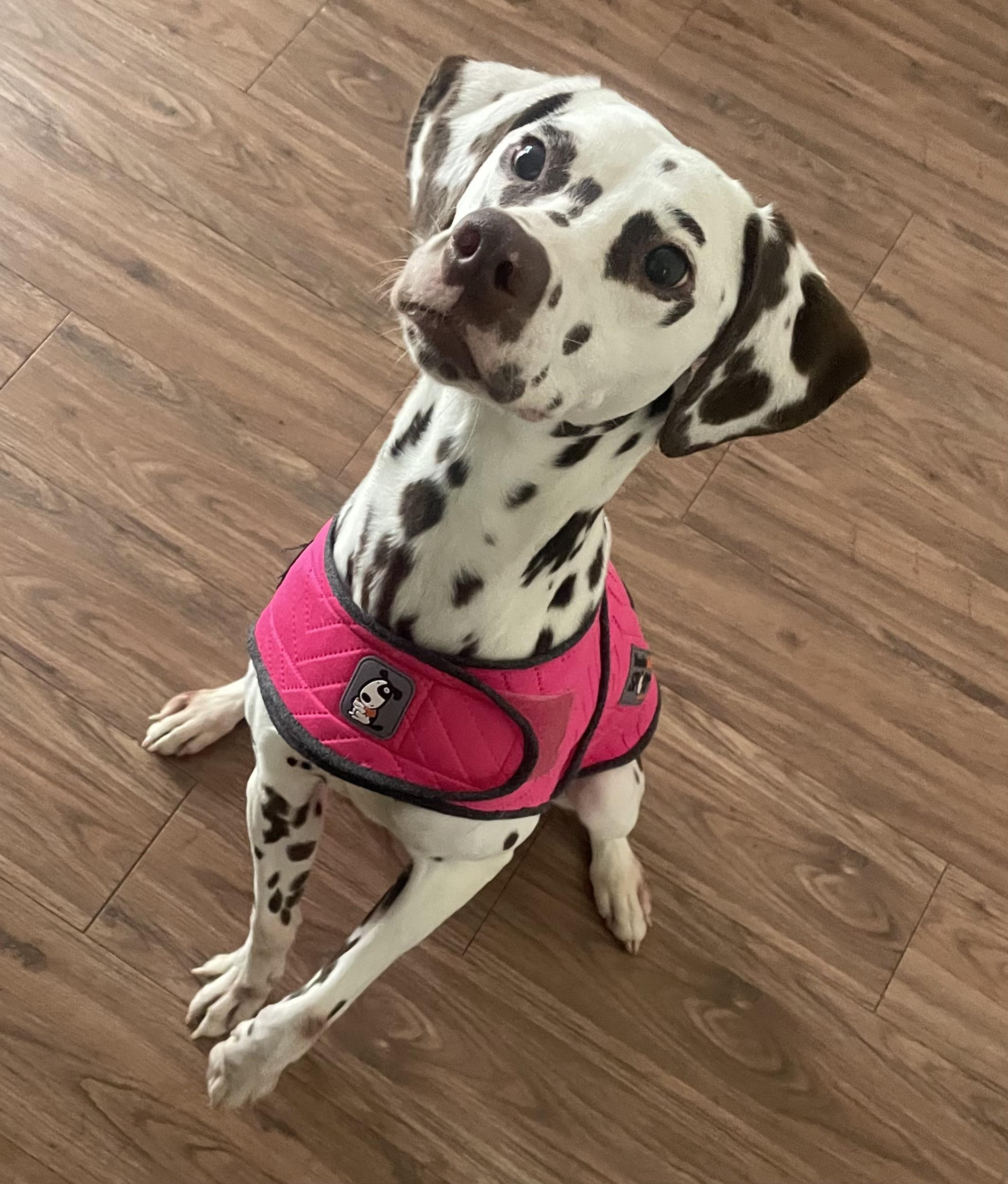 Enlarge Dottie, a ADOPTABLE Dalmatian in Commerce City, CO image 4/4