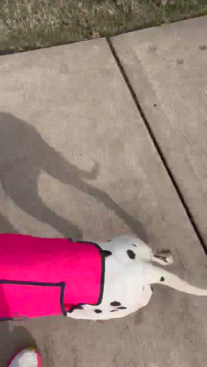 Enlarge Dottie, a ADOPTABLE Dalmatian in Commerce City, CO video 2/4