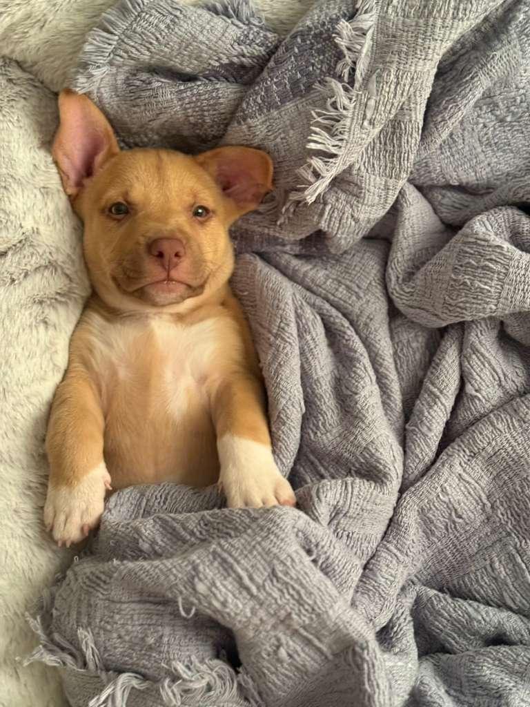 Catayudo, adopted, Puppy Male Rhodesian Ridgeback.