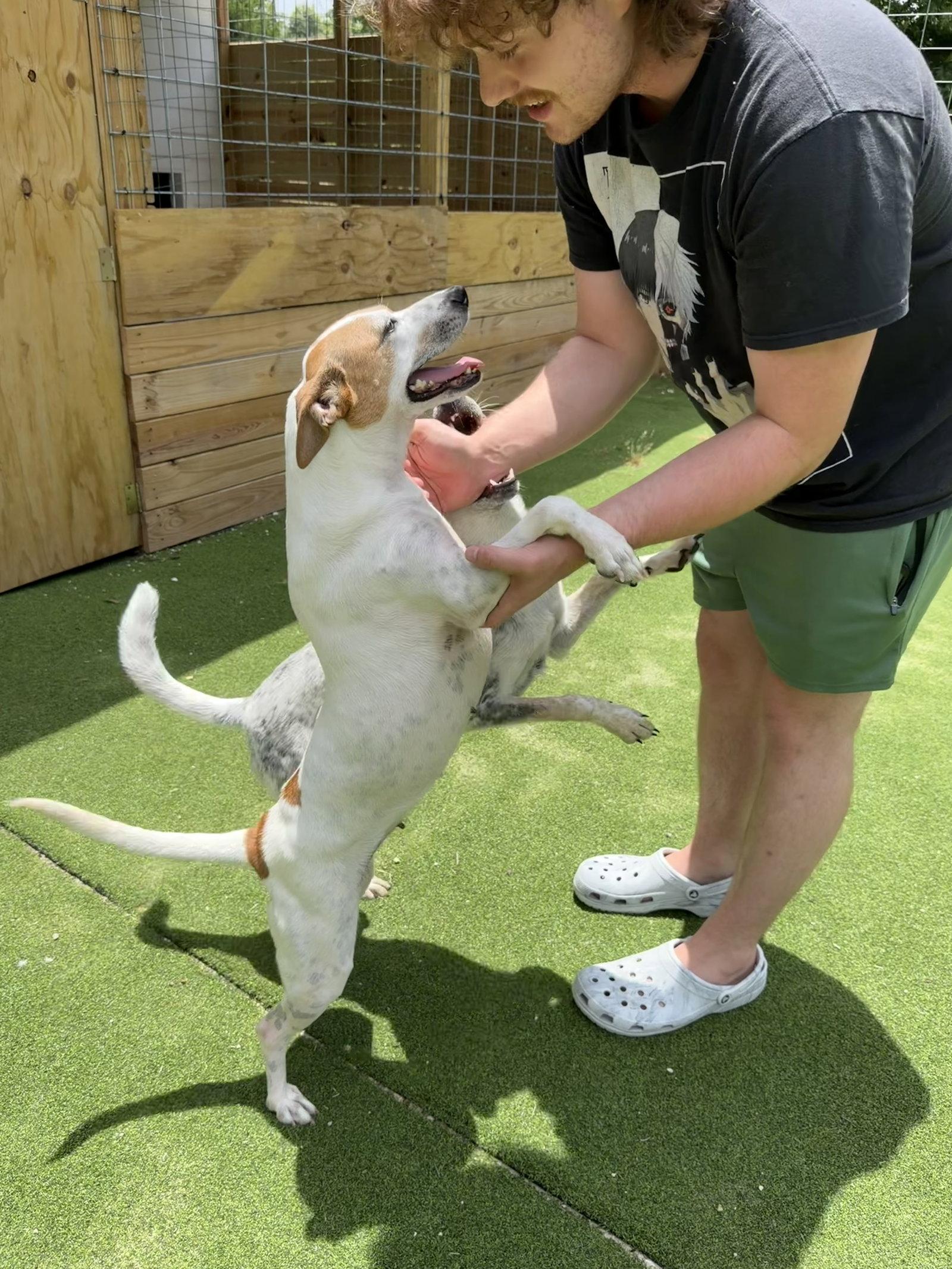 Amaya, a Adoptable Australian Cattle Dog / Blue Heeler in The Woodlands, TX image 1/3