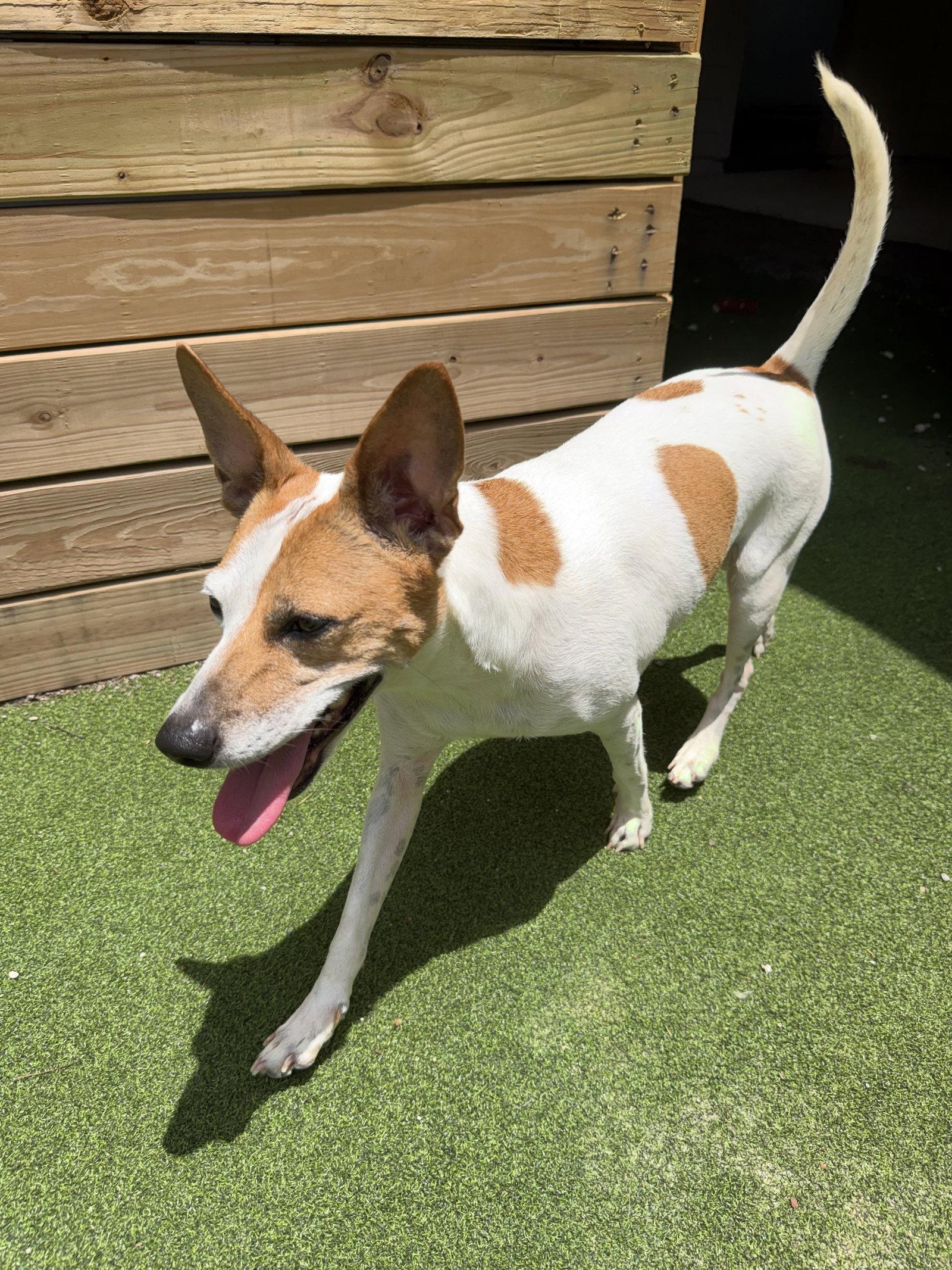 Amaya, a Adoptable Australian Cattle Dog / Blue Heeler in The Woodlands, TX image 2/3