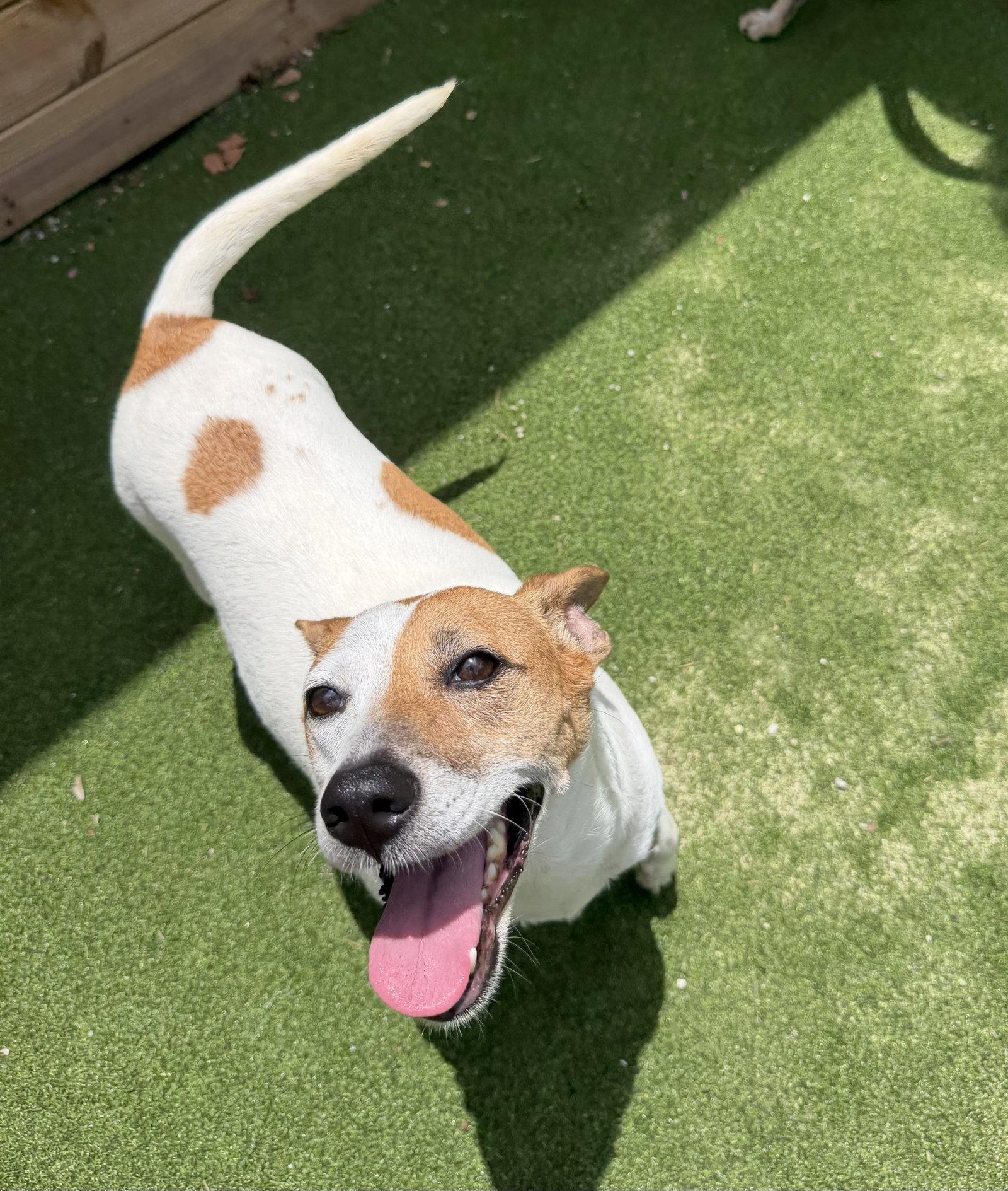 Amaya, a Adoptable Australian Cattle Dog / Blue Heeler in The Woodlands, TX image 3/3