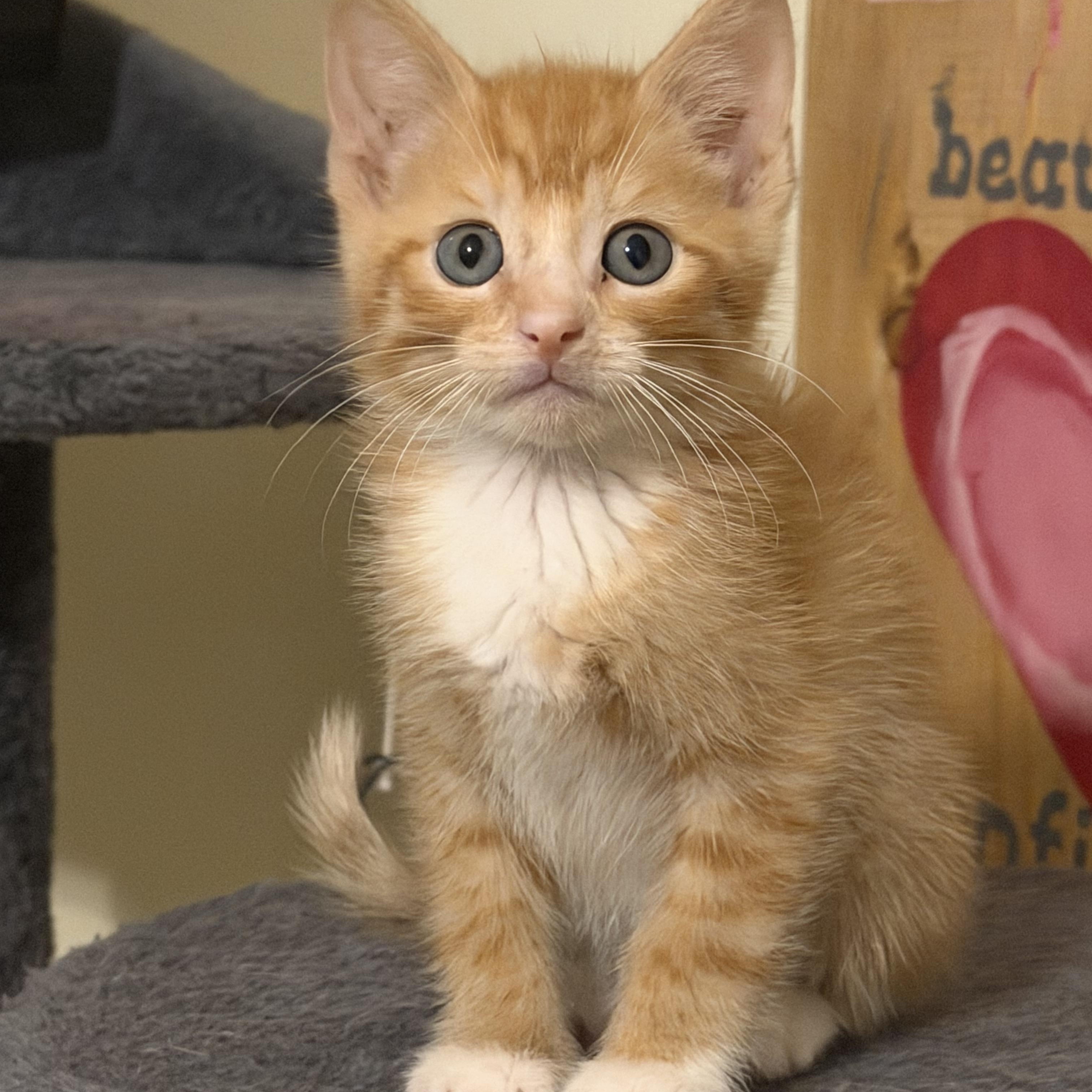 Enlarge Lucas, a Adoptable mixed breed in Valley Center, KS image 1/2
