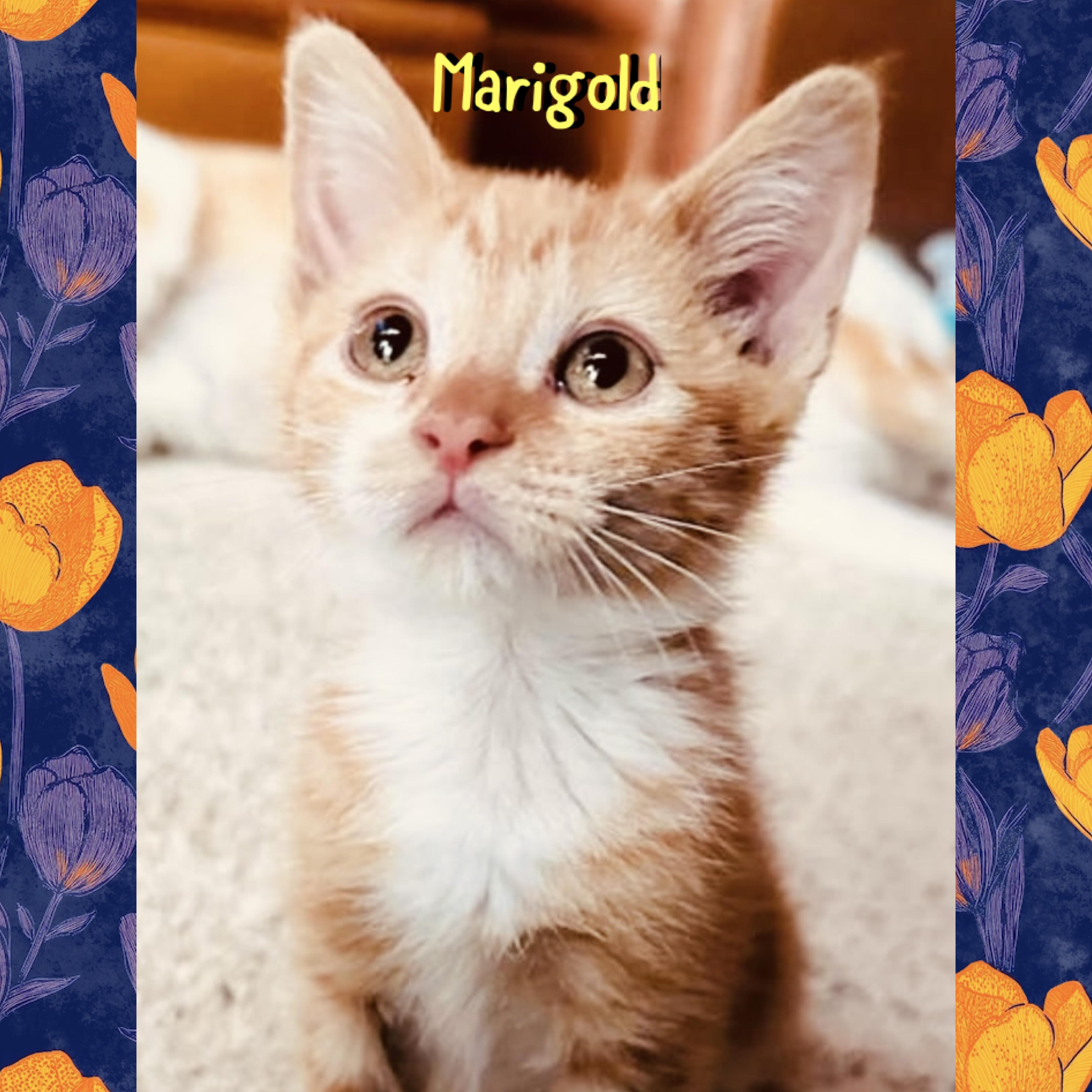 Marigold, adopted, Kitten Female Domestic Medium Hair.