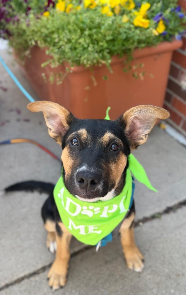 Chordeleg, Adoptable, Puppy Male Australian Cattle Dog / Blue Heeler & Cattle Dog.
