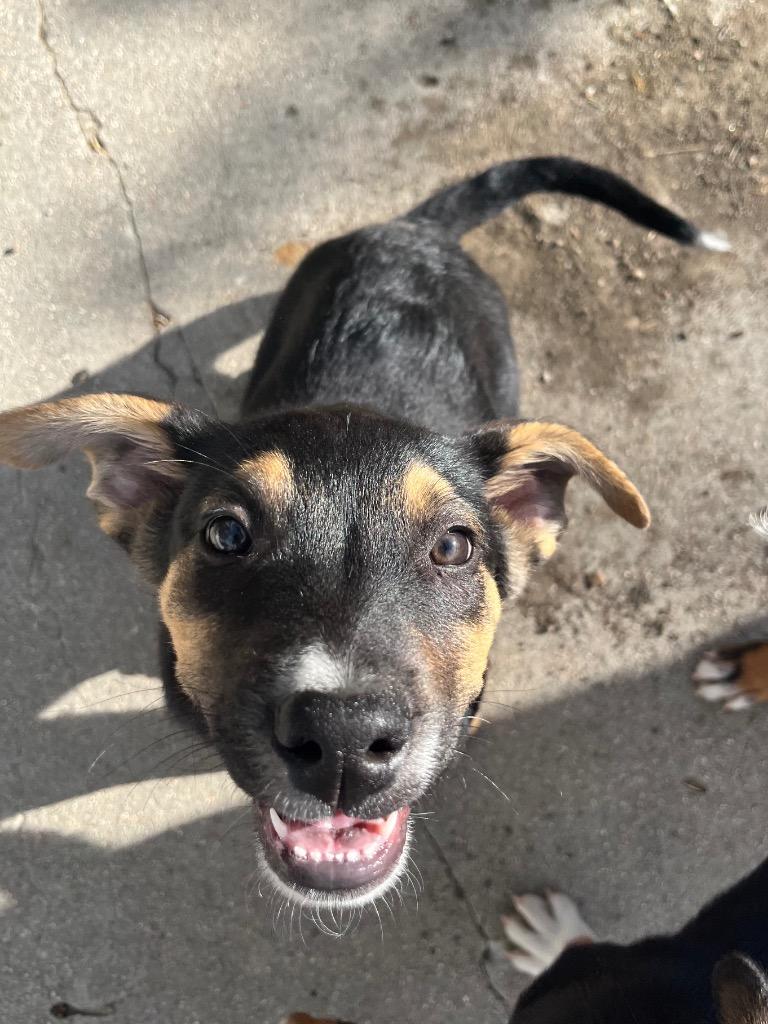 Chordeleg, a Adoptable mixed breed in Fort Lupton, CO image 2/4