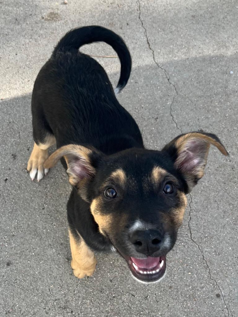 Chordeleg, a Adoptable mixed breed in Fort Lupton, CO image 3/4