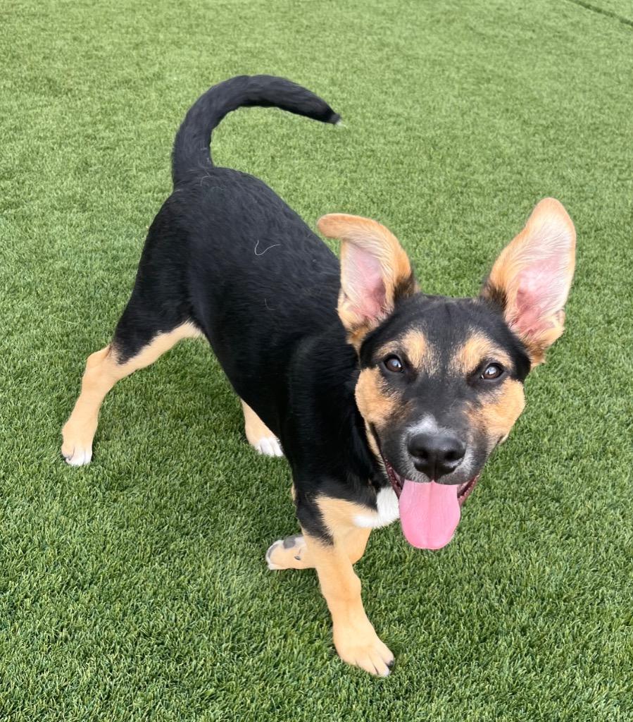 Chordeleg, a Adoptable mixed breed in Fort Lupton, CO image 4/4