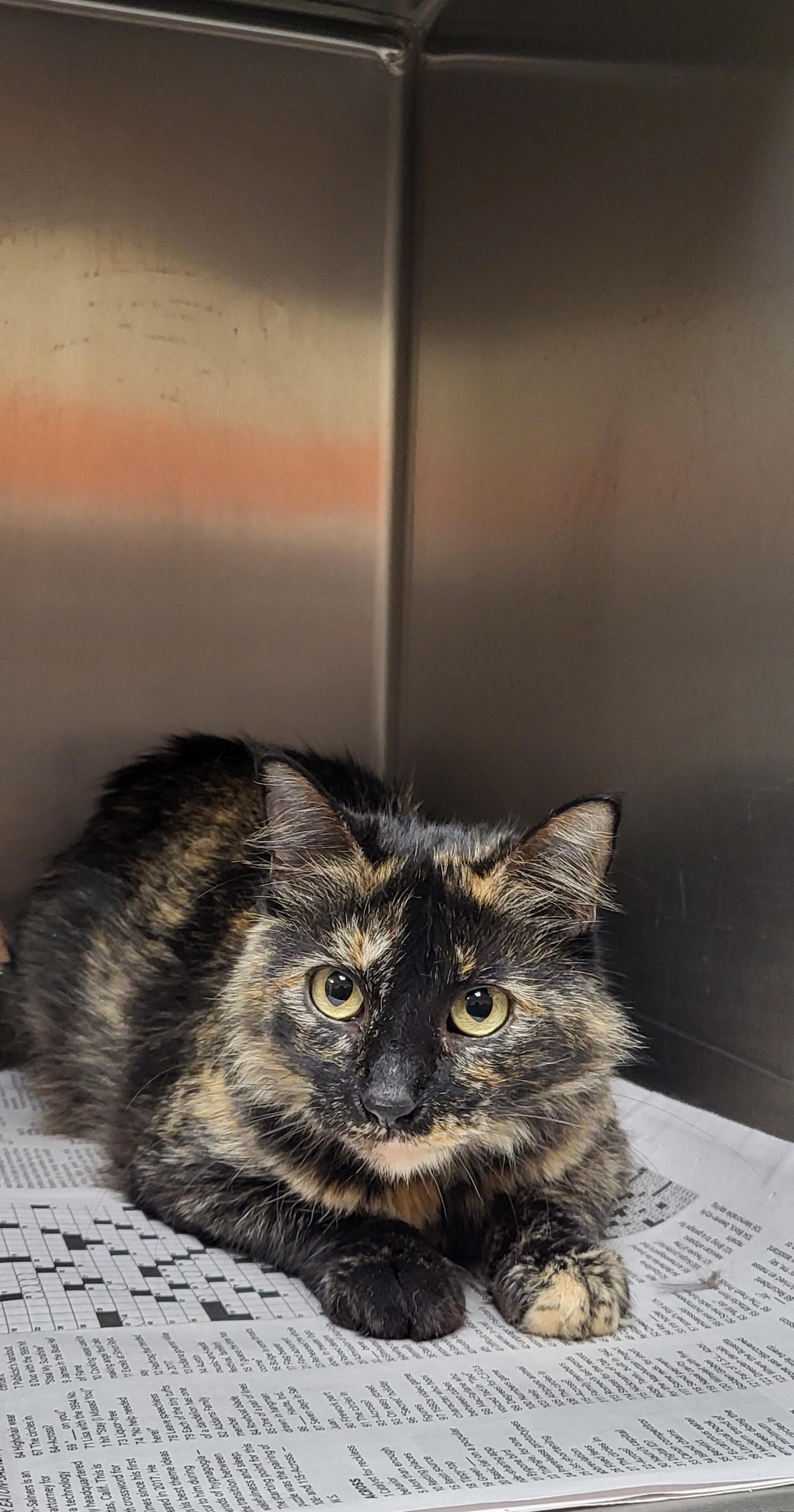 Enlarge Cameron , an adopted Domestic Long Hair in Marion, MS image 1/1