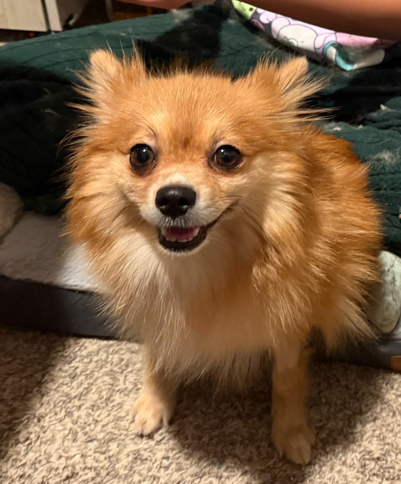 Foxy, ADOPTABLE, Adult Female Pomeranian.