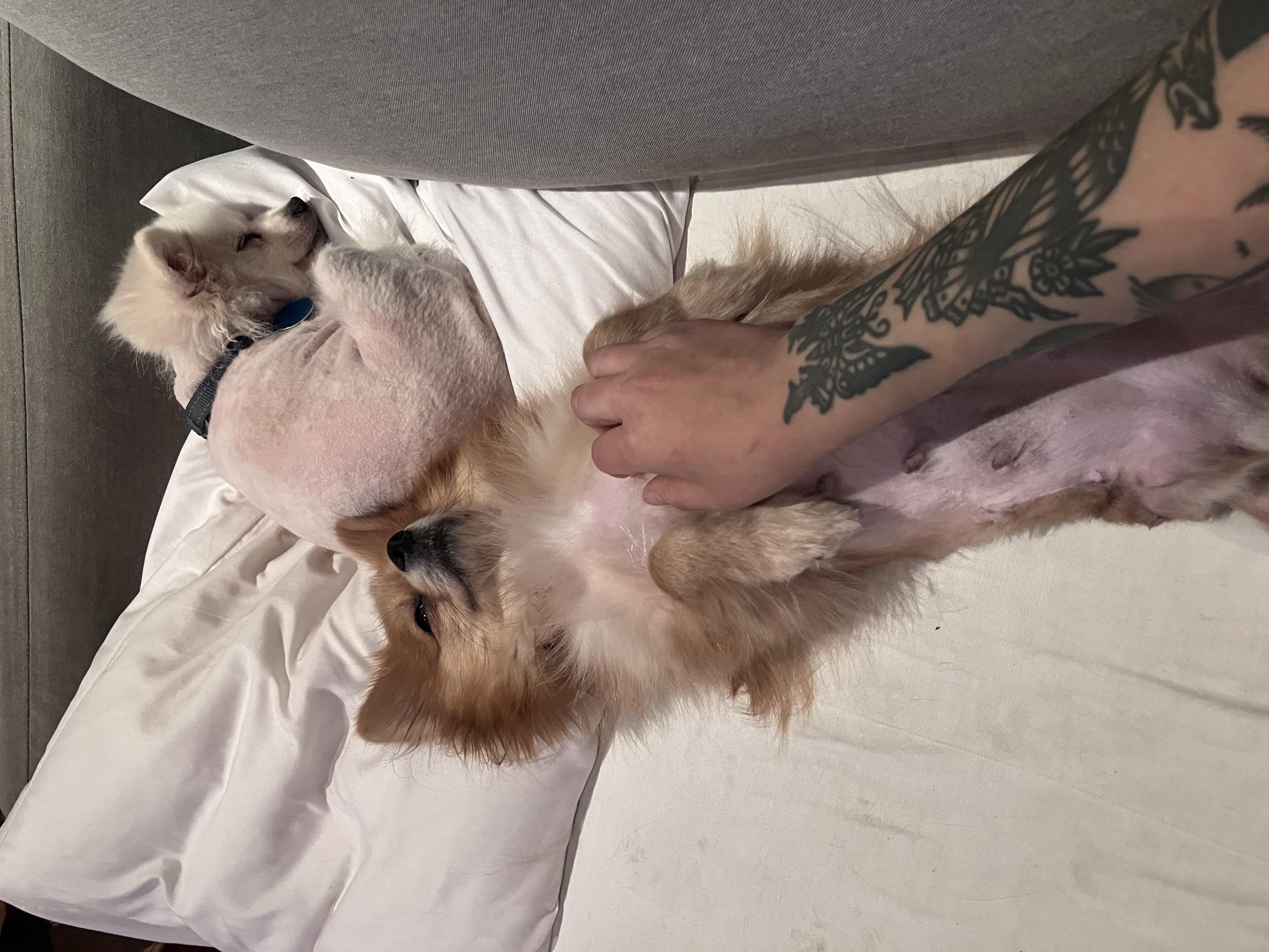 Foxy, a ADOPTABLE Pomeranian in Brooklyn, NY image 2/5