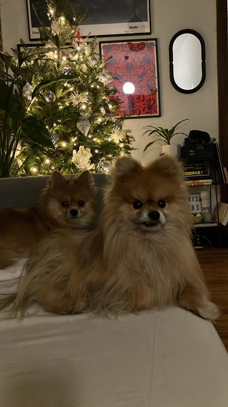 Foxy, a ADOPTABLE Pomeranian in Brooklyn, NY image 5/5