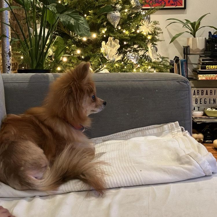 Foxy, a ADOPTABLE Pomeranian in Brooklyn, NY image 4/5