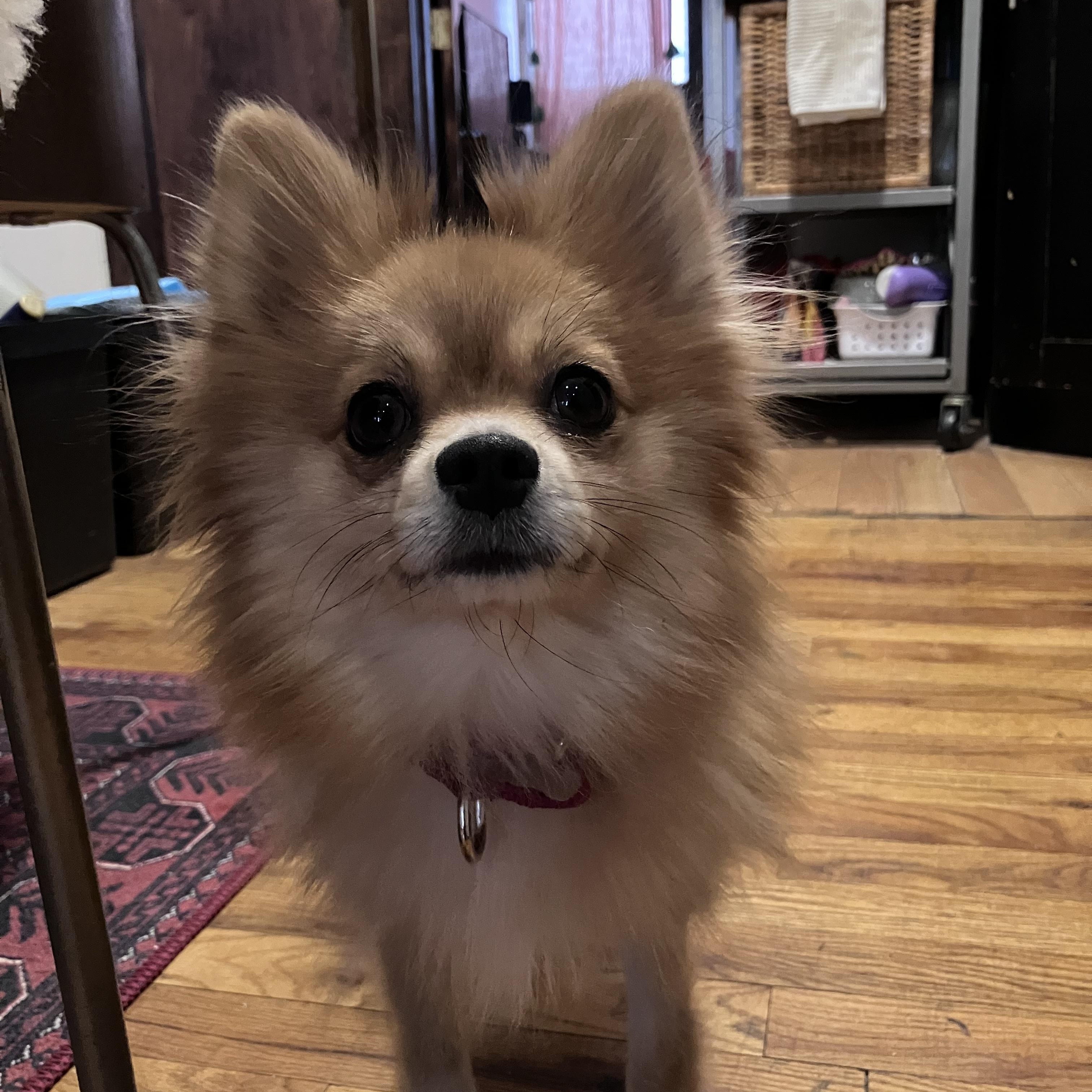 Foxy, a ADOPTABLE Pomeranian in Brooklyn, NY image 3/5