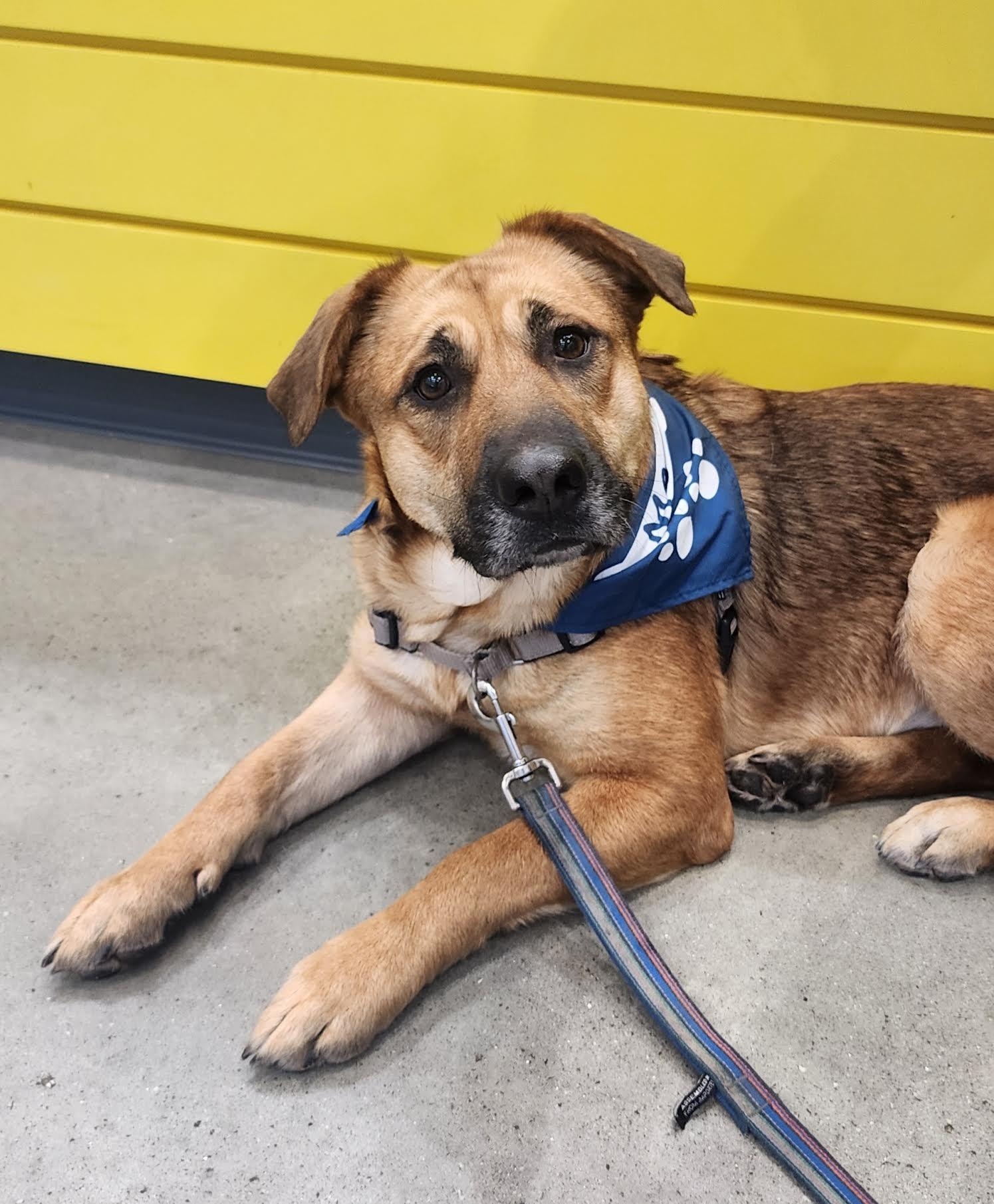 Maybel, a ADOPTABLE mixed breed in Cumming, GA image 5/5