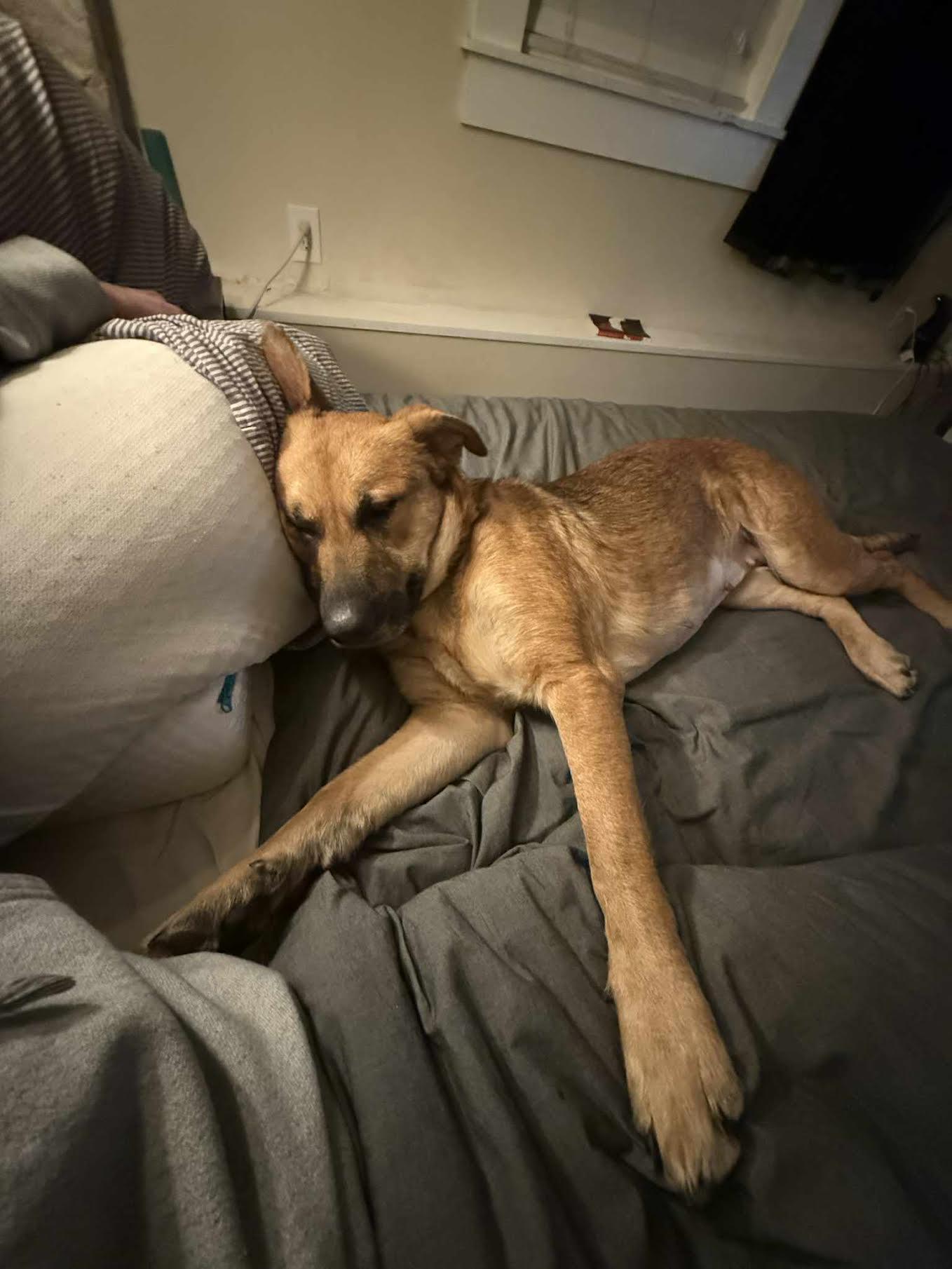 Enlarge Mayble, a ADOPTABLE mixed breed in Cumming, GA image 6/6