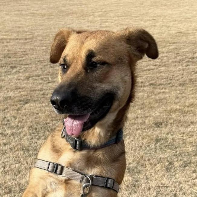 Mayble, ADOPTABLE, Young Female Shepherd.